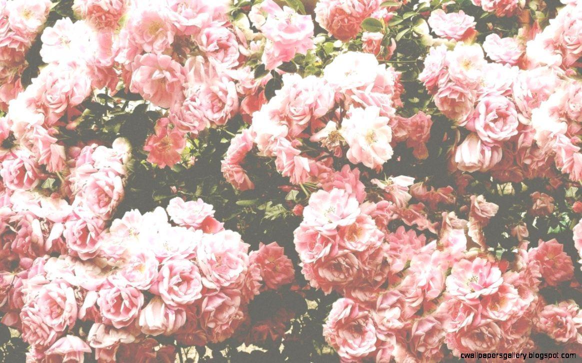Vintage Roses Wallpaper Tumblr