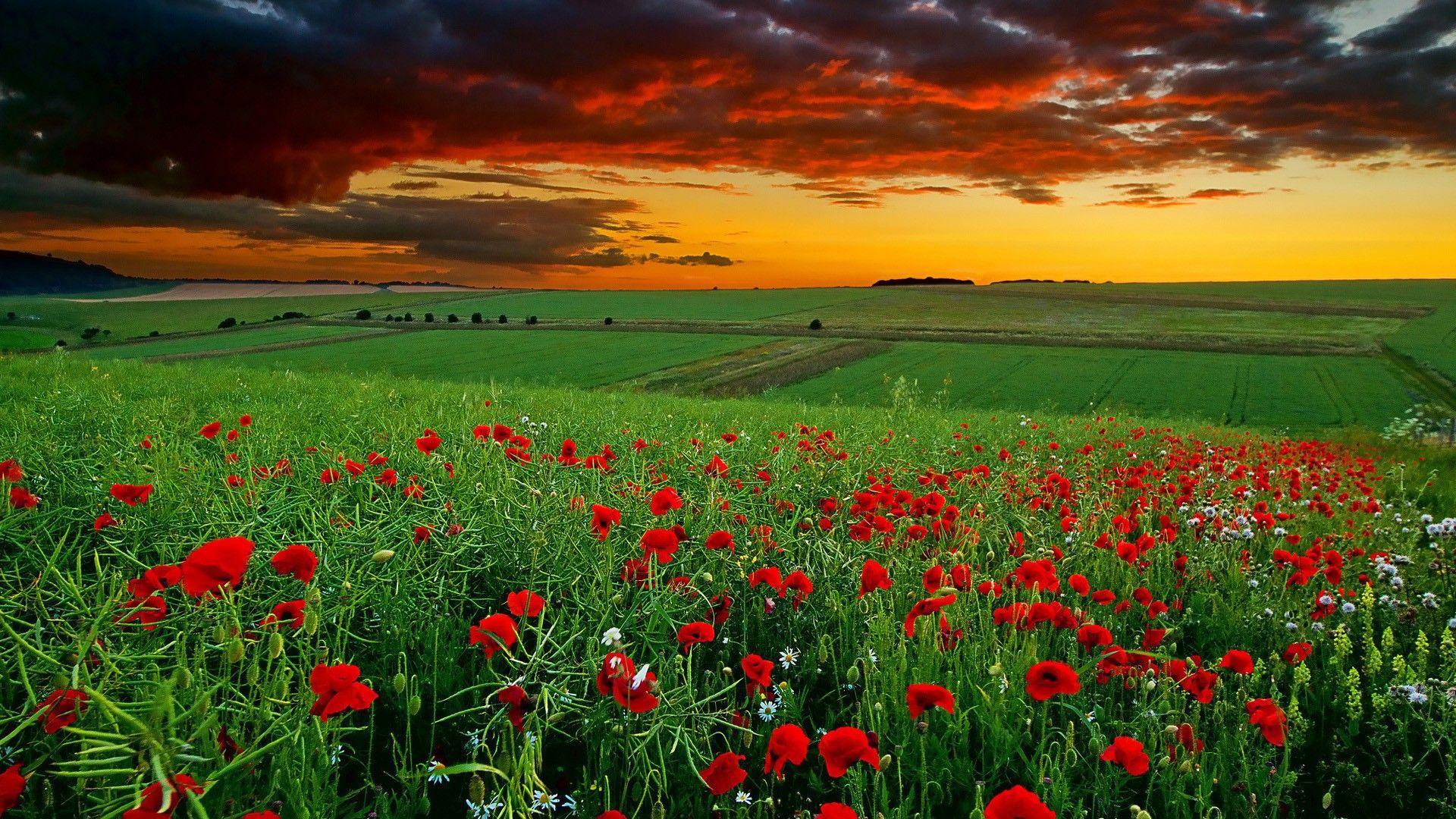 Download Awesome Nature Wallpaper in Full HD