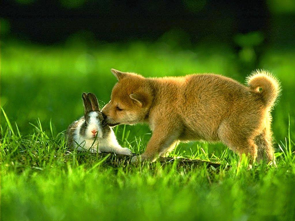 Nature Wallpaper Desktop Full HD Download free HD background