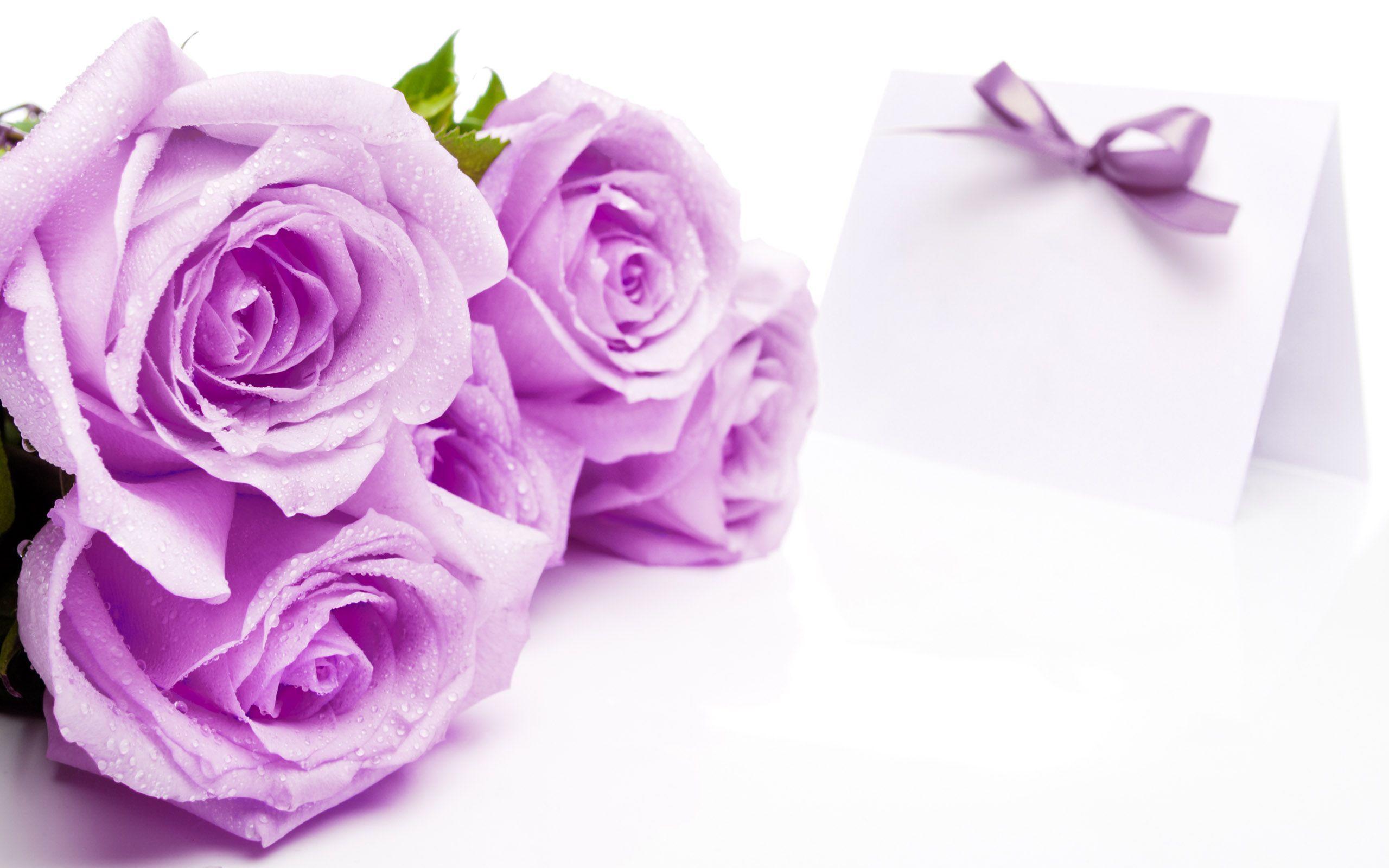 Best Rose Flower Wallpaper For Desktop Background HD Image