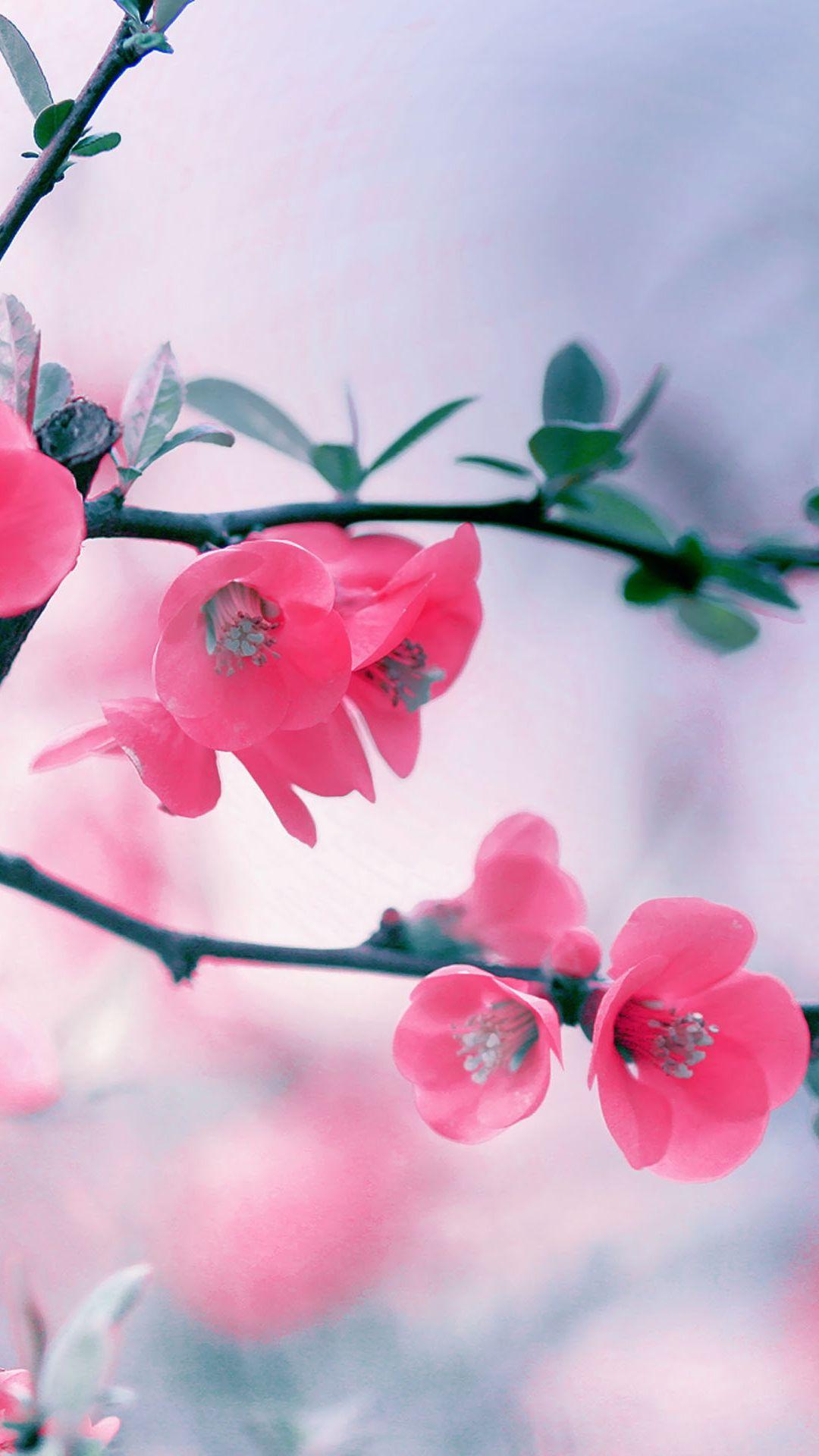 Vintage Pink Blossom Flowers Spring Macro Android Wallpaper free