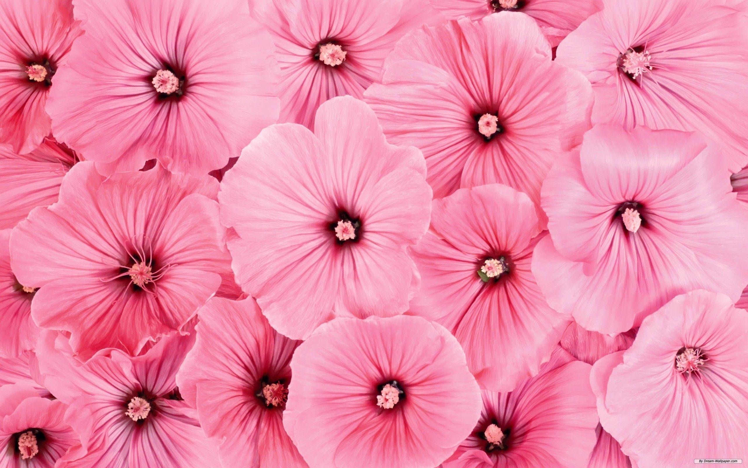 High Definition Pink Background For Flower Android Wallpaper Mobile