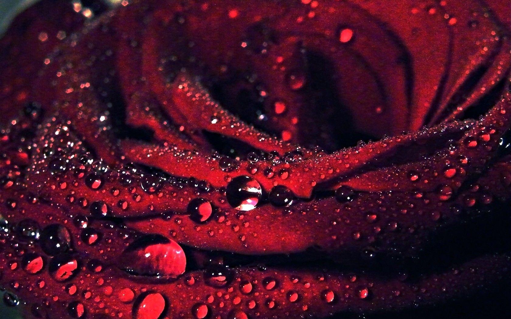 Fields: Romance Drops Rain Red Flowers Romantic Love Beautiful