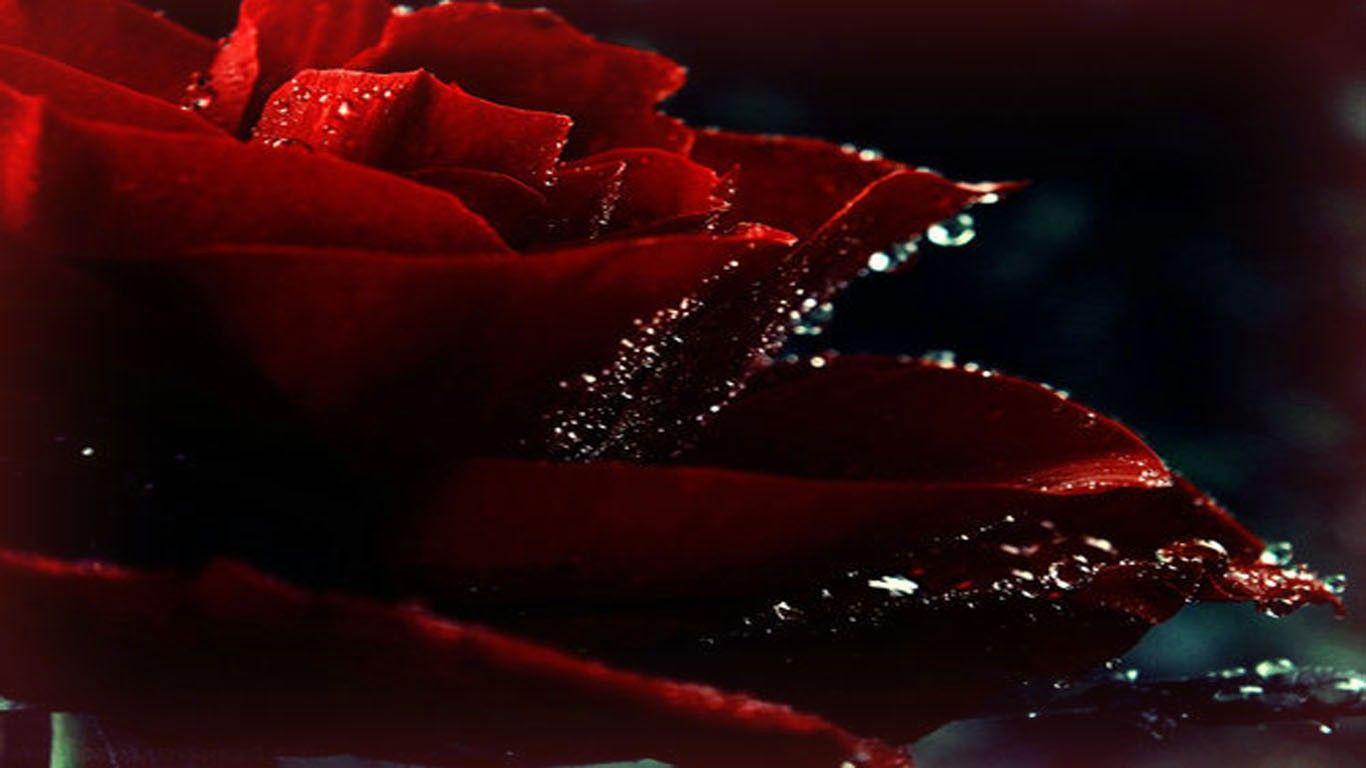 Flowers: Gentle Rain Drops Pure Silk Raindrops Romantic Charmed