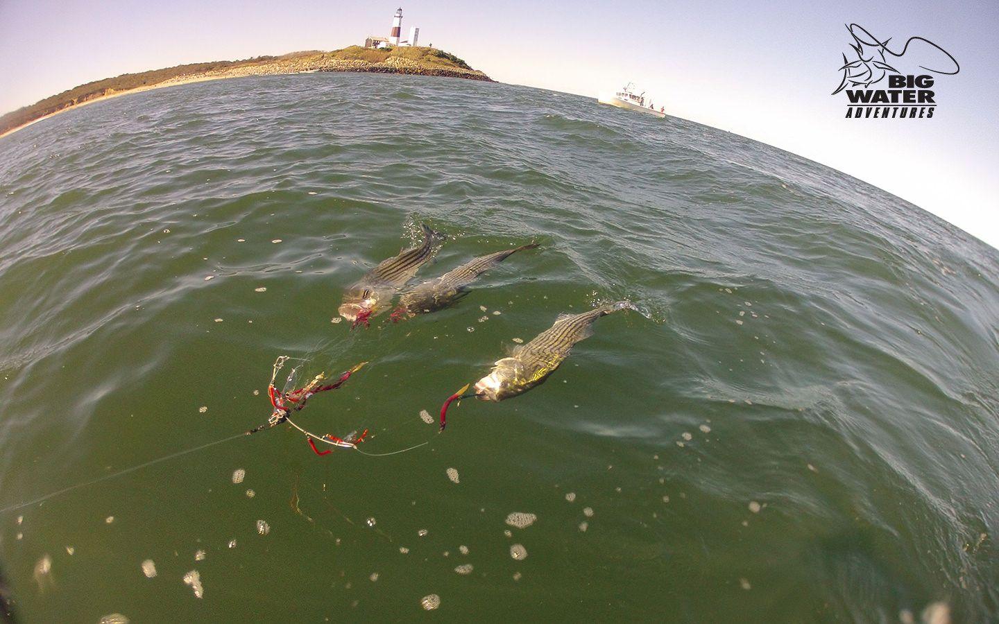 Desktop & Mobile Wallpaper