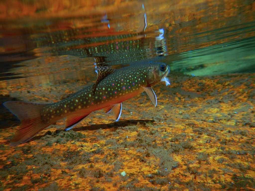 Fly Fishing Brook Trout