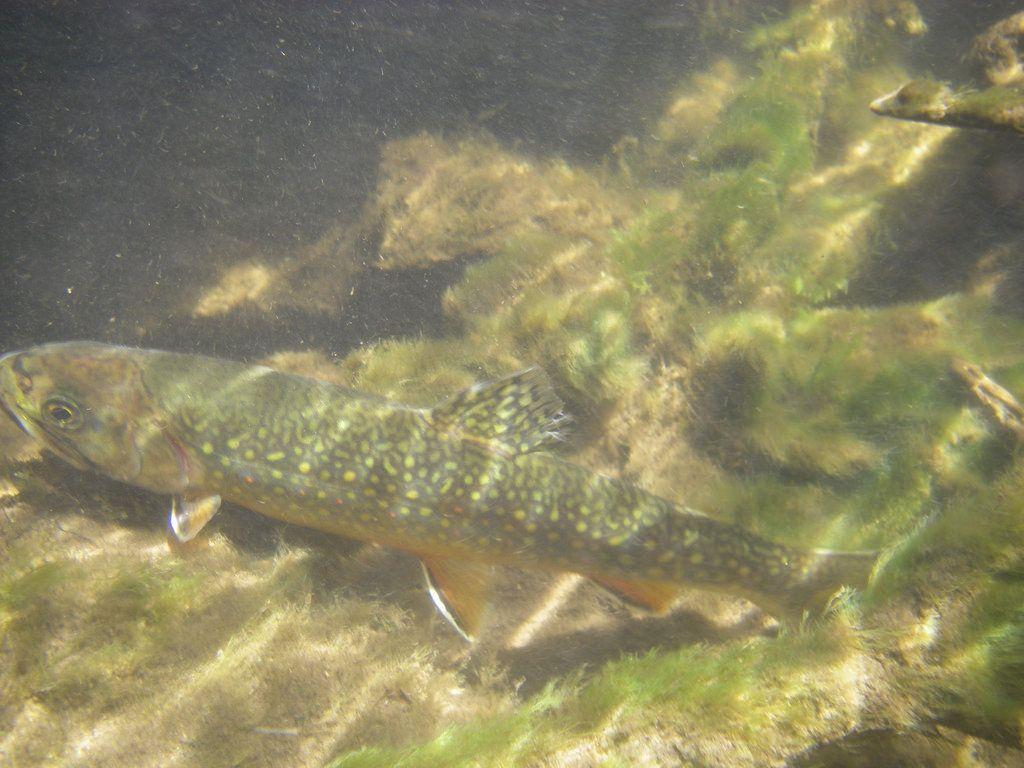 Ontario Brook Trout Fishing