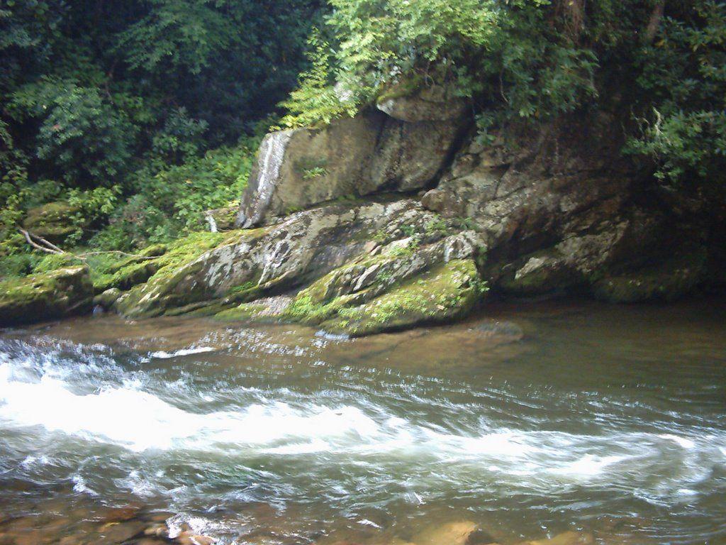 Stumps & Speckled Trout