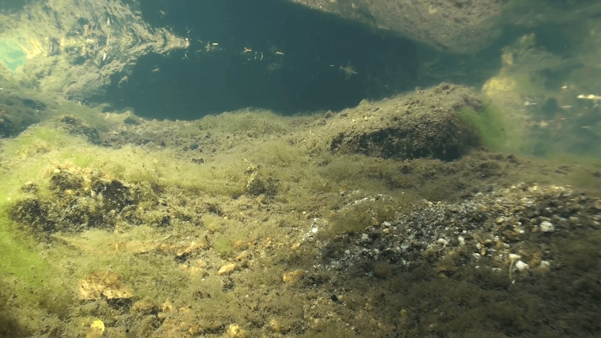 Brook Trout Lone Fall Underwater Stock Video Footage