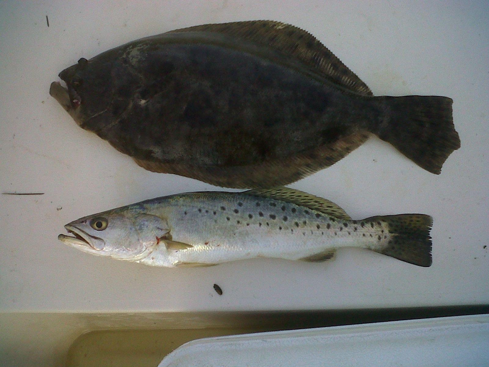 Tar Pam Guide Service Pamlico And Pungo River Fishing ChartersTar