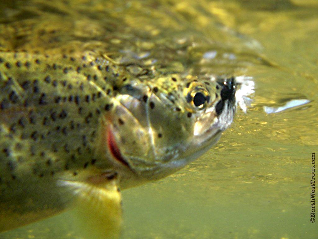 Rainbow Trout Picture Free. Rainbow Trout Wallpaper