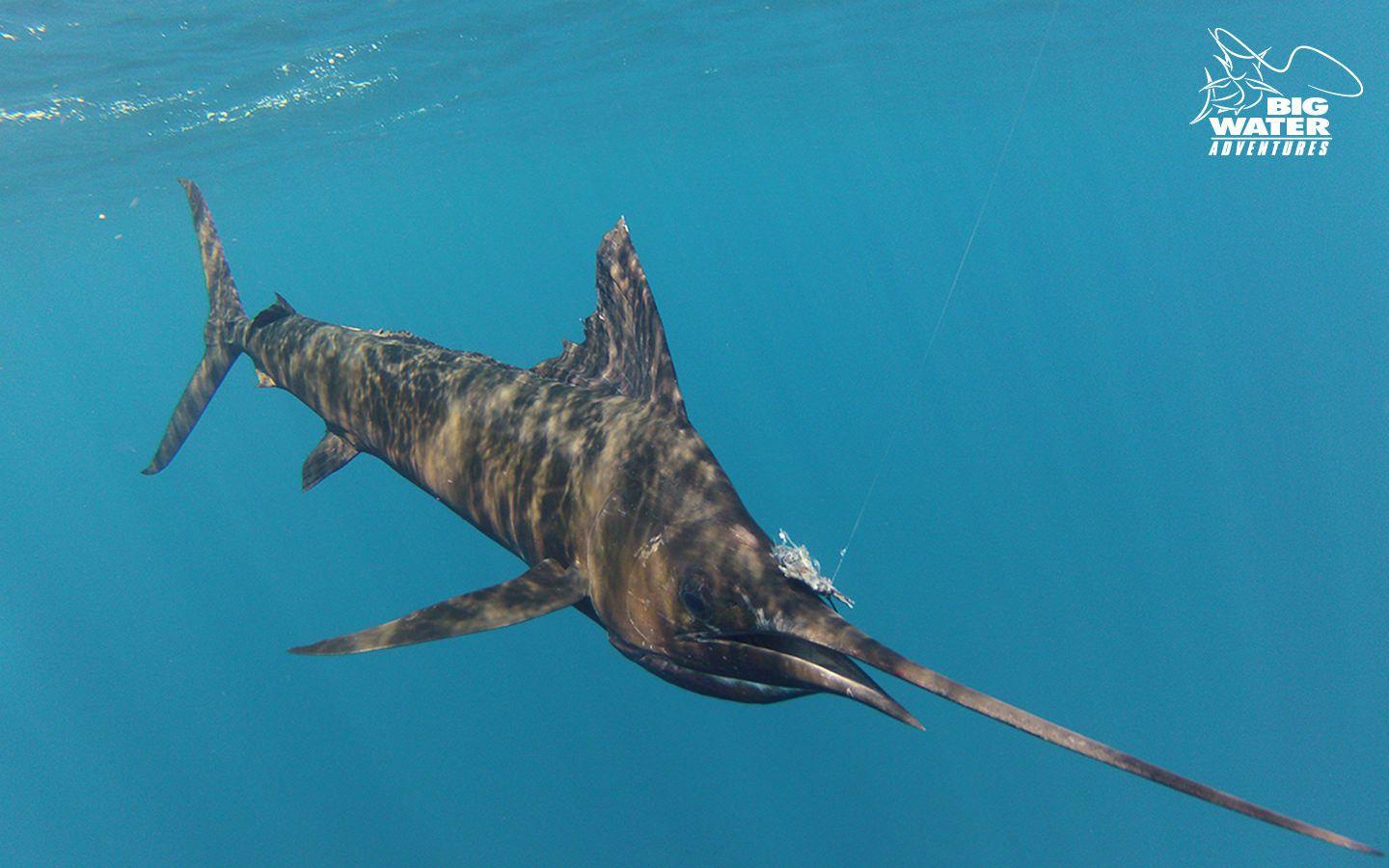 Desktop & Mobile Wallpaper