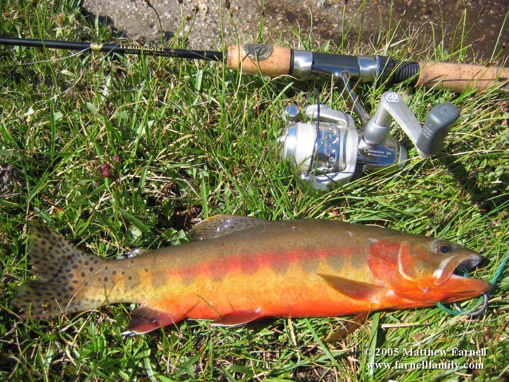 Golden Trout.. Golden Trout. Trout, Fly fishing