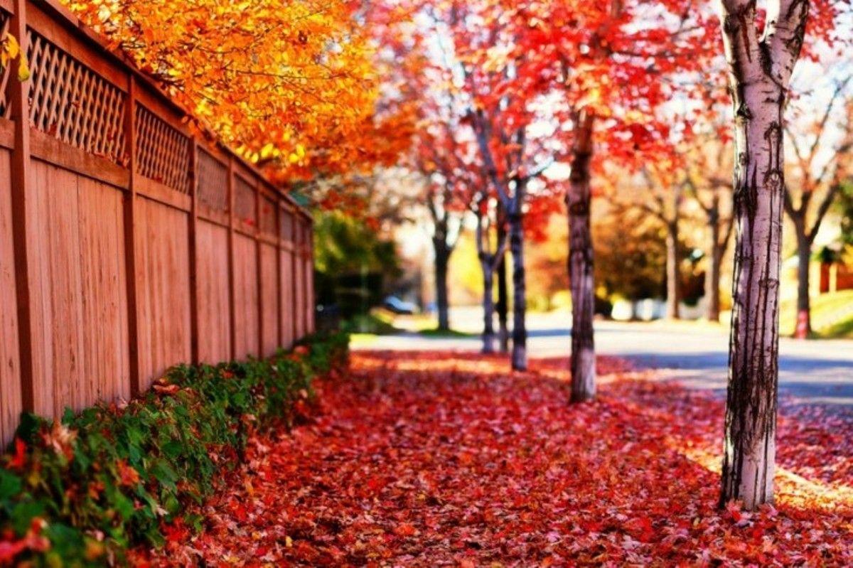 download free wallpaper HD Collection