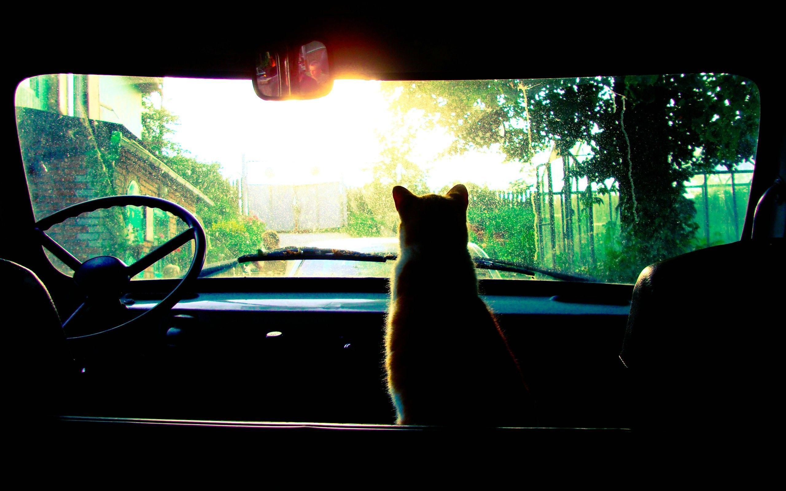 cat ready road trip HD wallpaper /cat