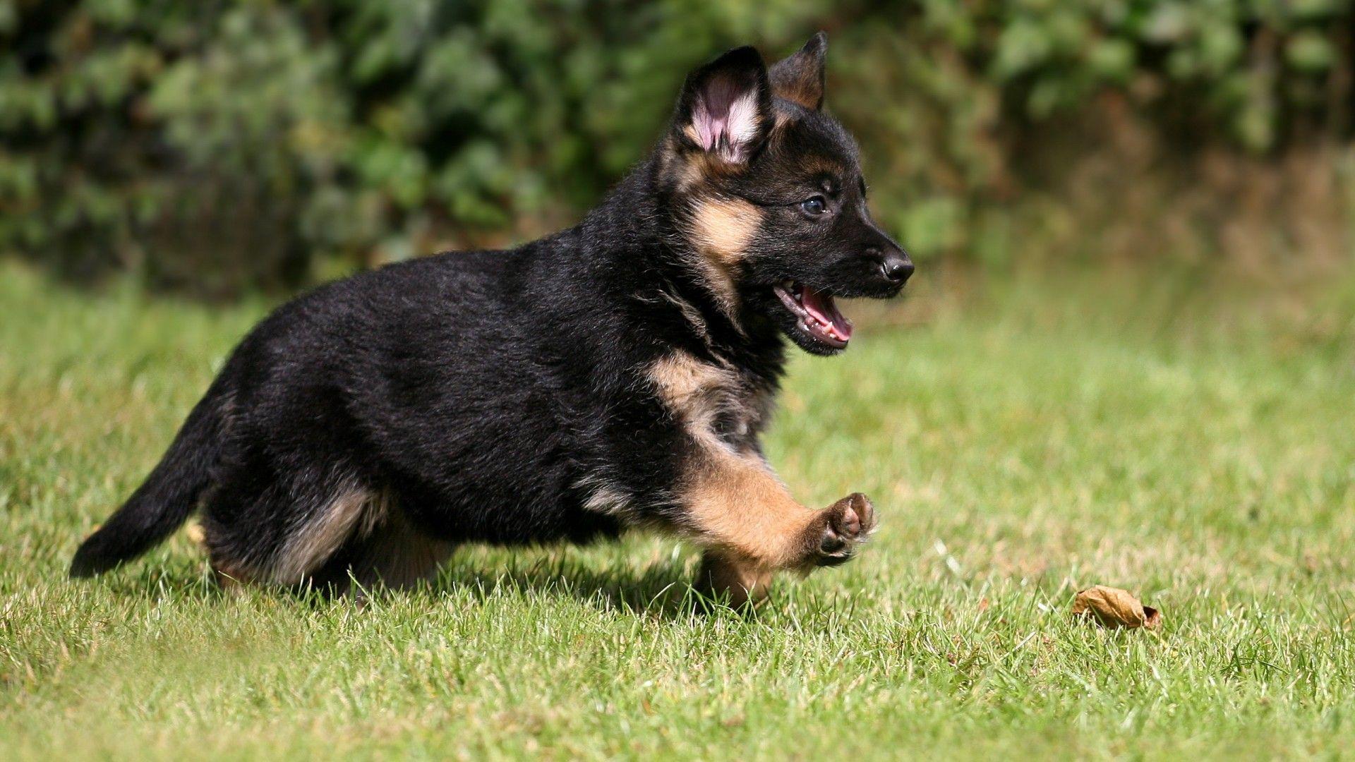 Lovely German Shepherd Puppies, High Definition, High