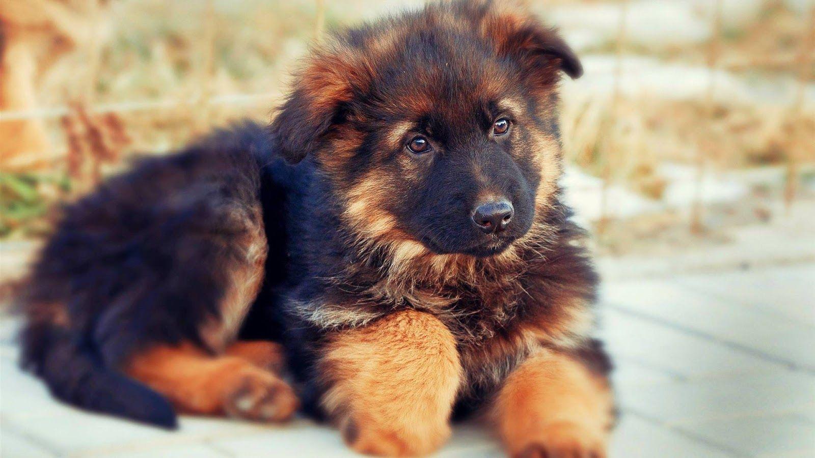 Amazing Pets: German Shepherd puppies wallpaper