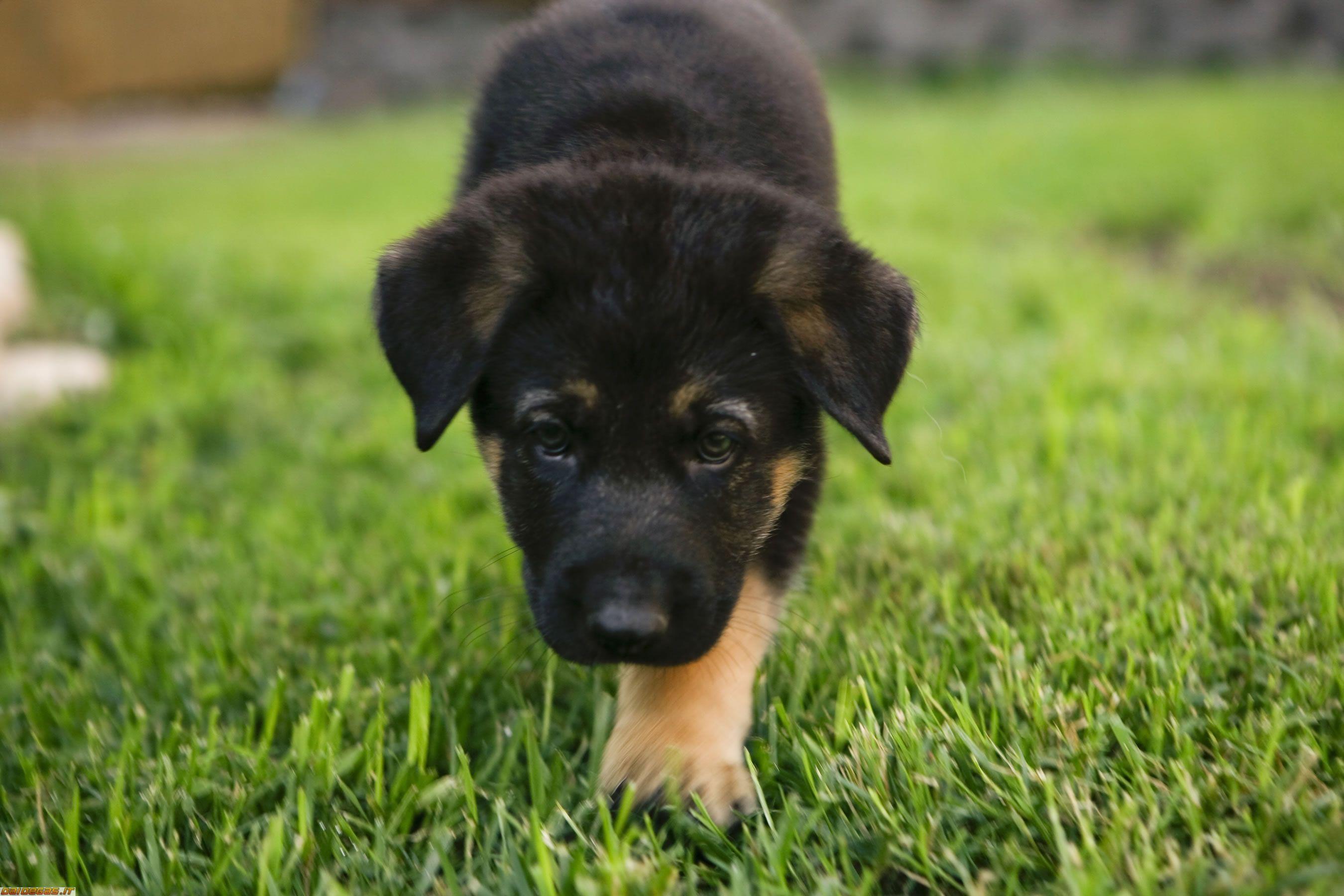 German Shepherd puppy wallpaper Doggy Rocks