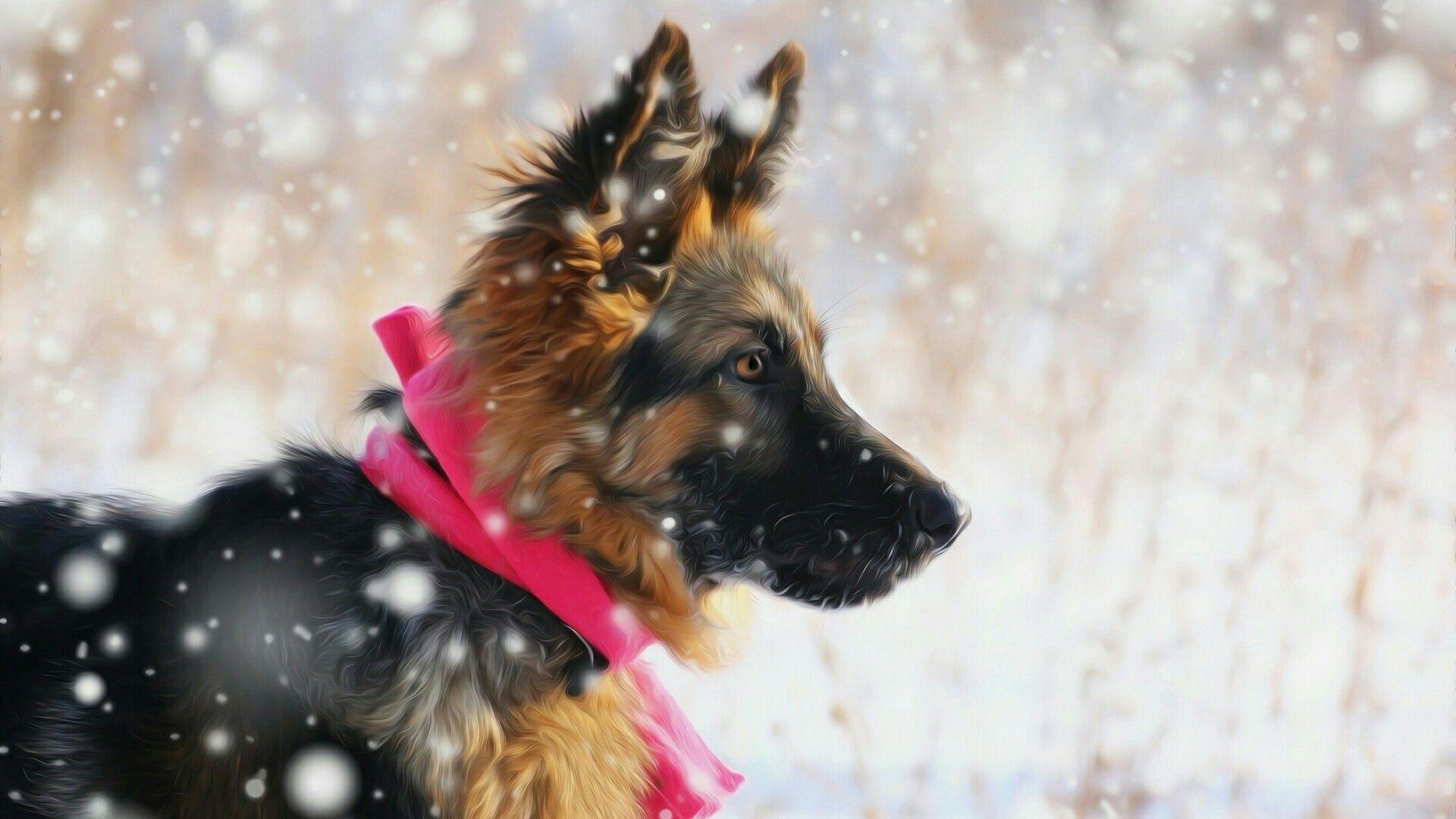Old German Shepherd Puppy Wallpaper. Wallpaper Studio 10