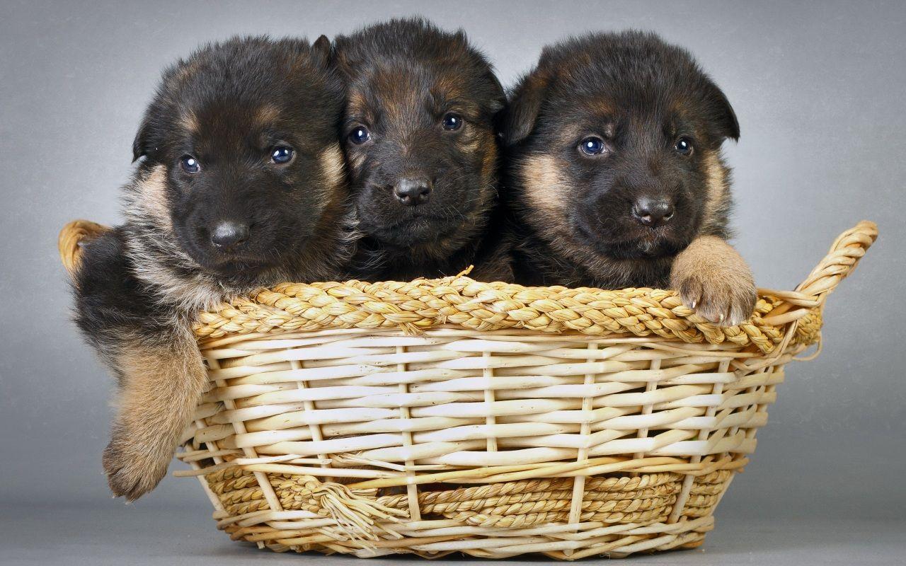 German Shepherd Puppies Wallpapers - Wallpaper Cave