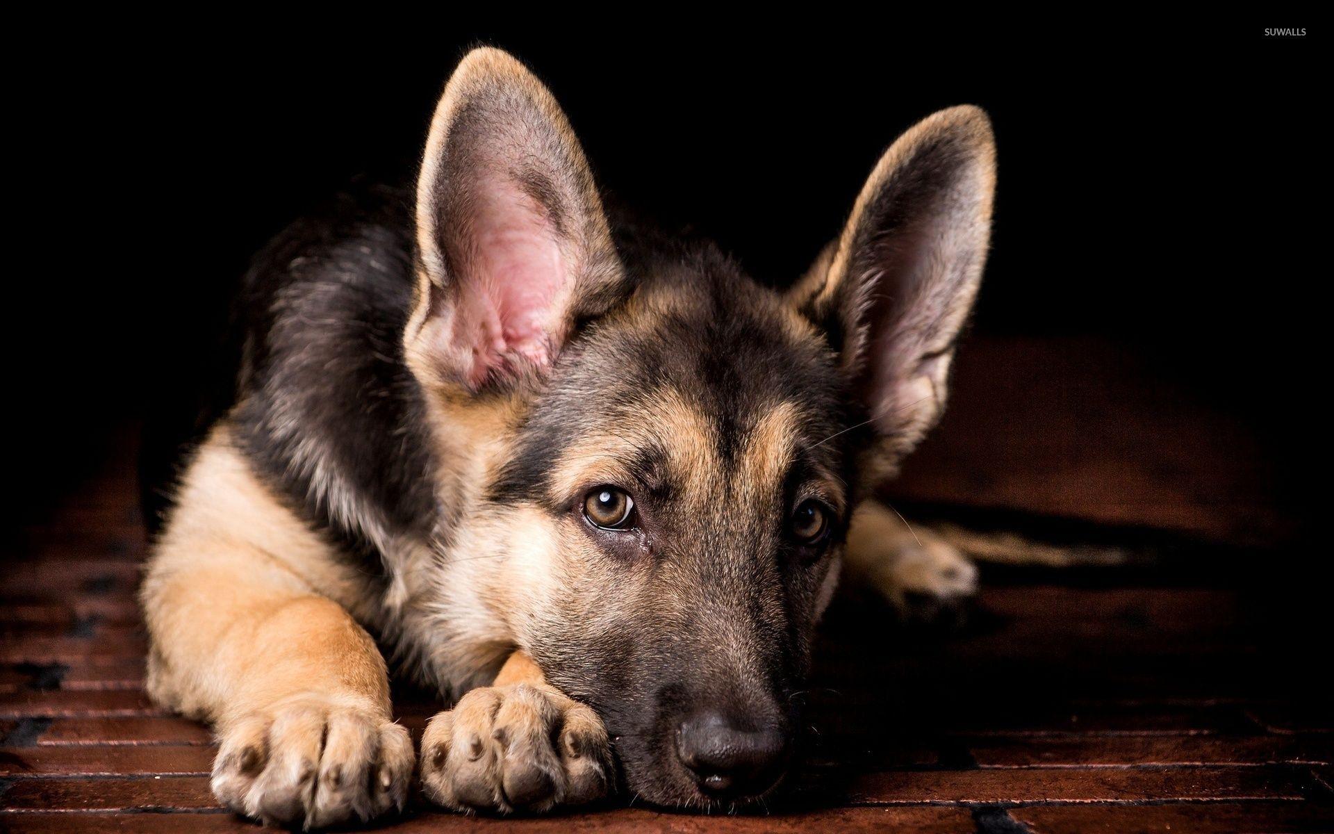 German Shepherd puppy [2] wallpaper wallpaper