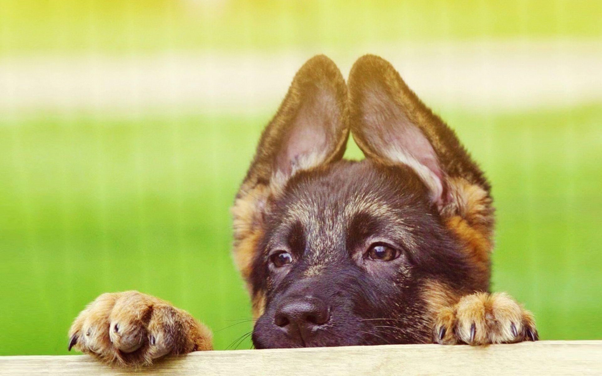 Cute German Shepherd Puppies, High Definition