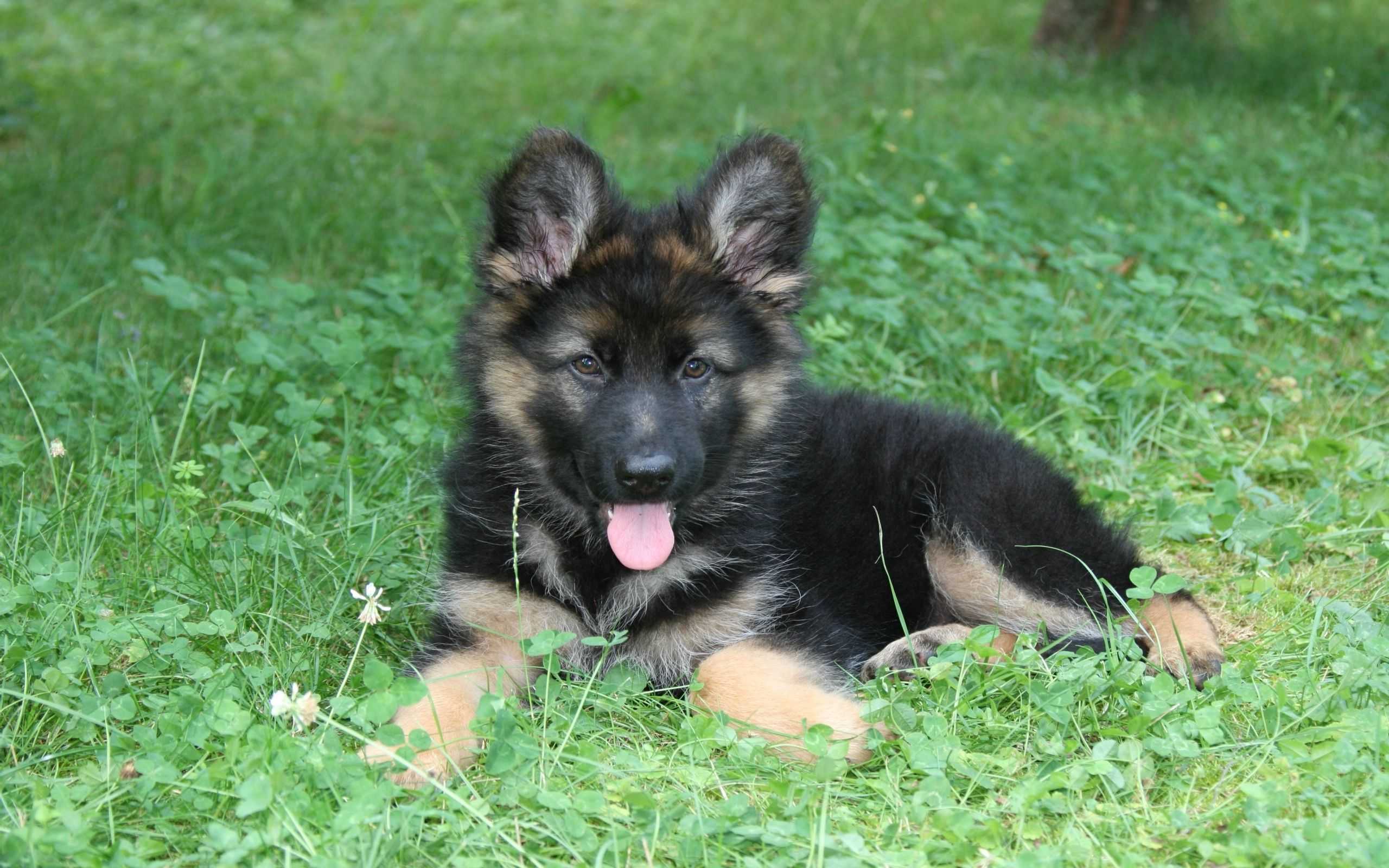 German Shepherd Puppies Wallpapers - Wallpaper Cave