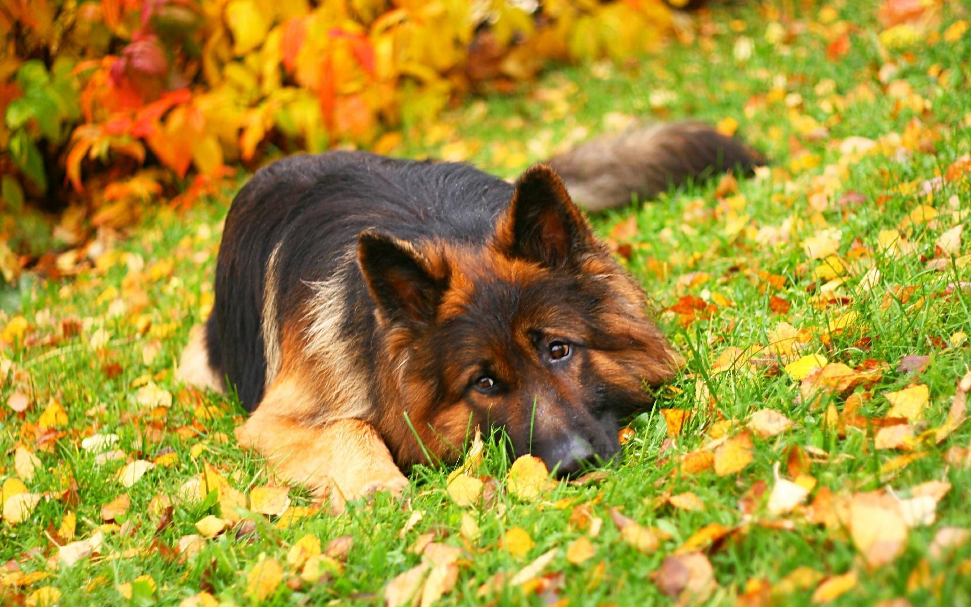 Hd German Shepherd Puppies Wallpaper