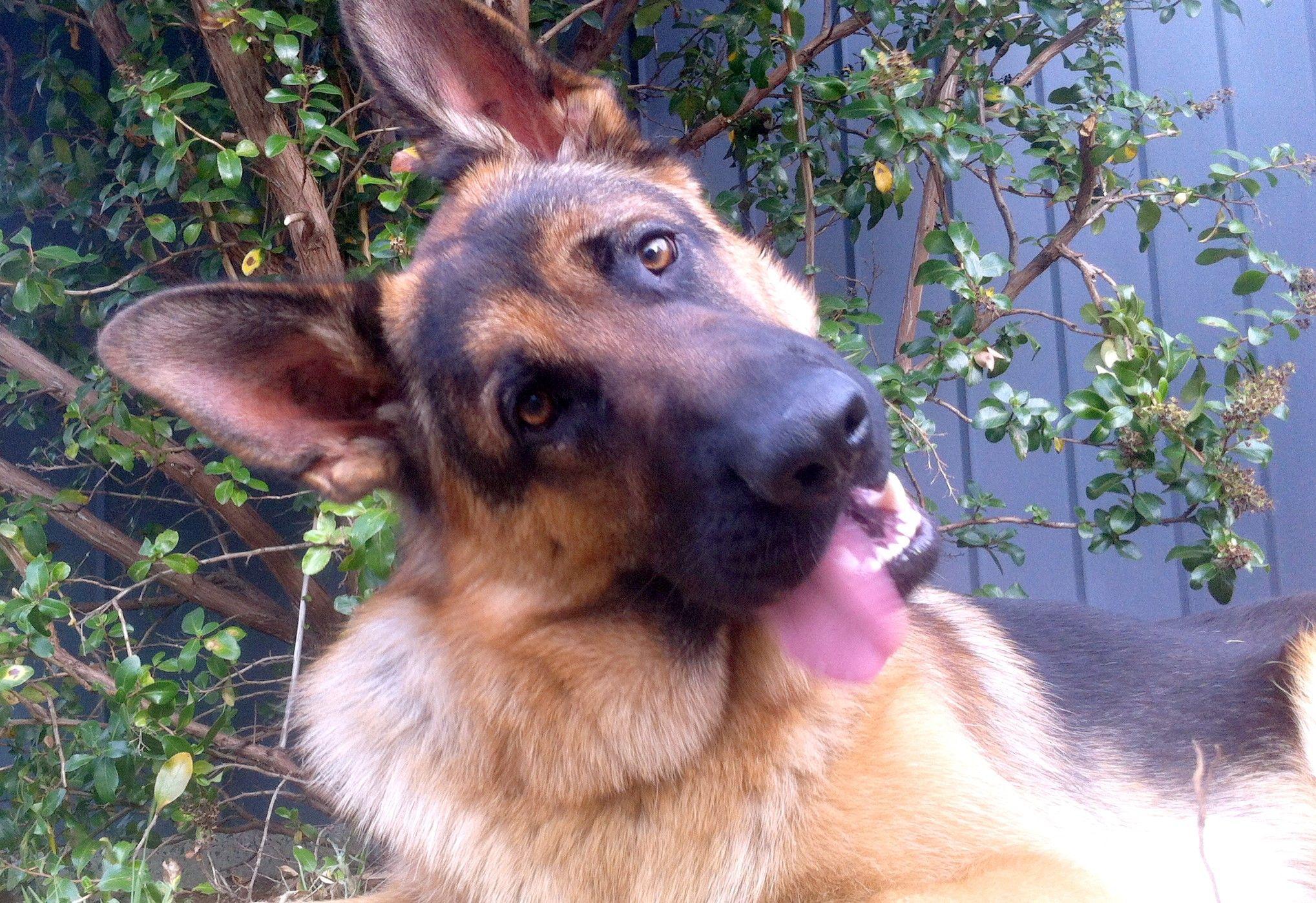 Dogs: German Shepherd Puppy Dog Free Pitbull Wallpaper Downloads HD