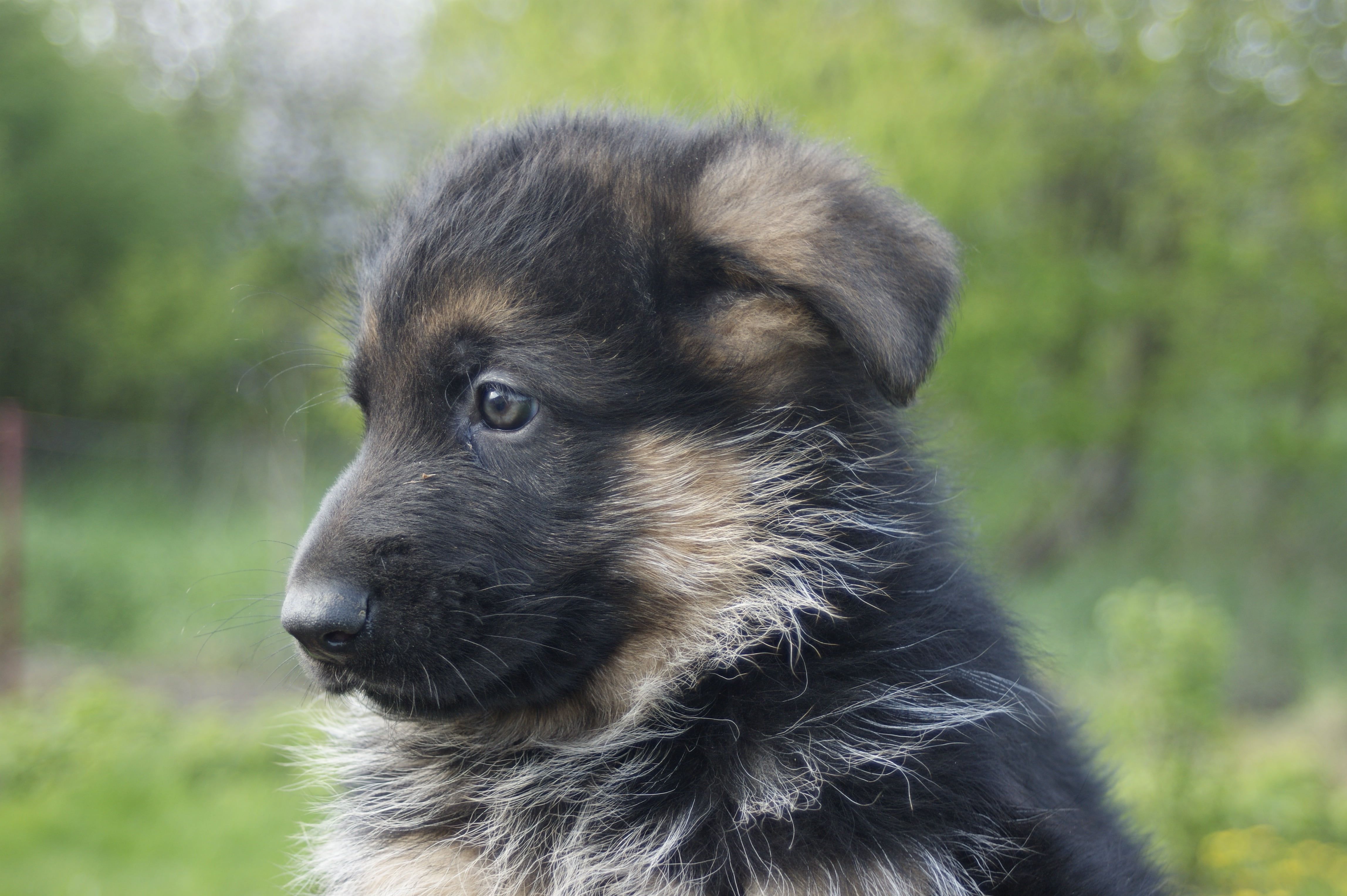 Closeup photo of German Shepherd puppy HD wallpaper
