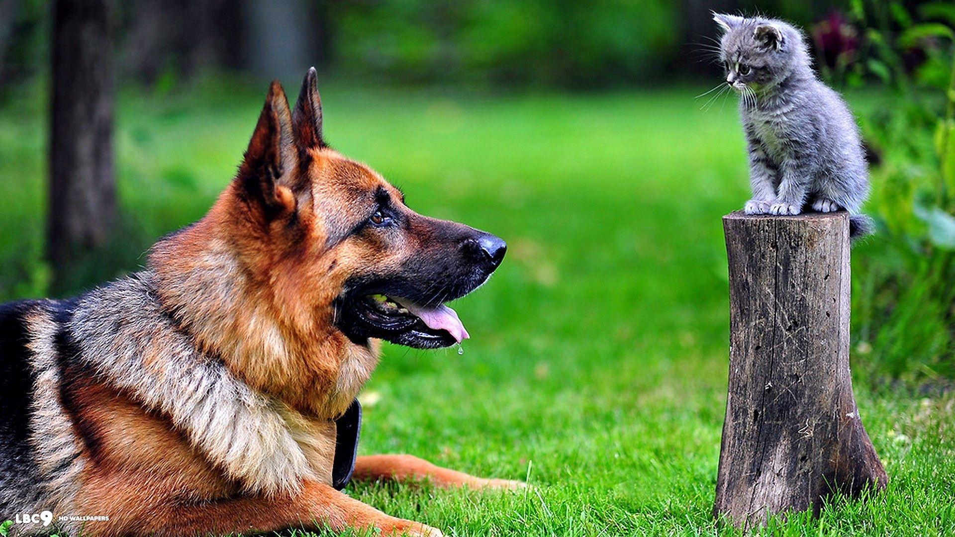 German Shepherd Wallpaper 2 8. Dogs HD Background