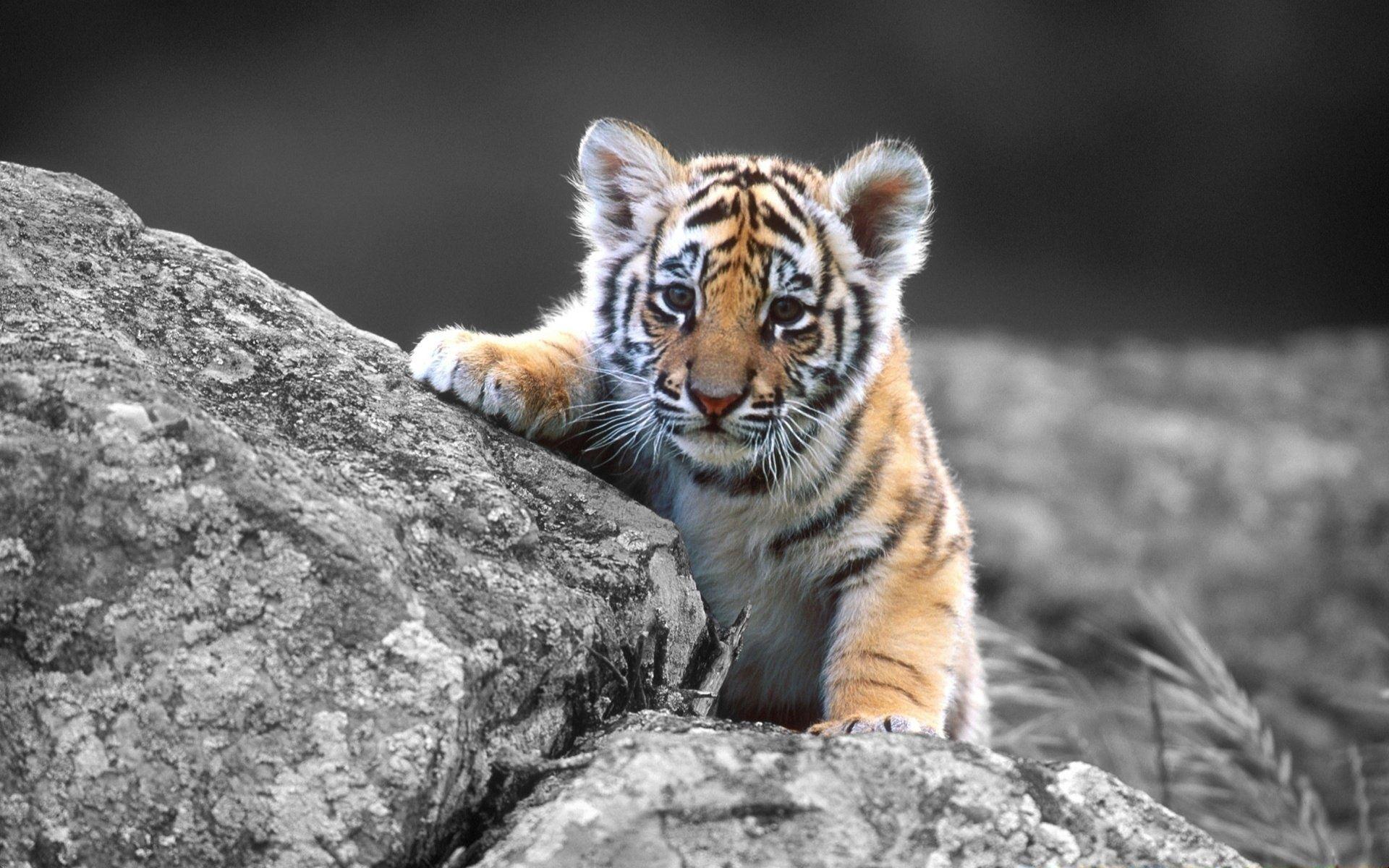 Baby Tiger Wallpapers Wallpaper Cave