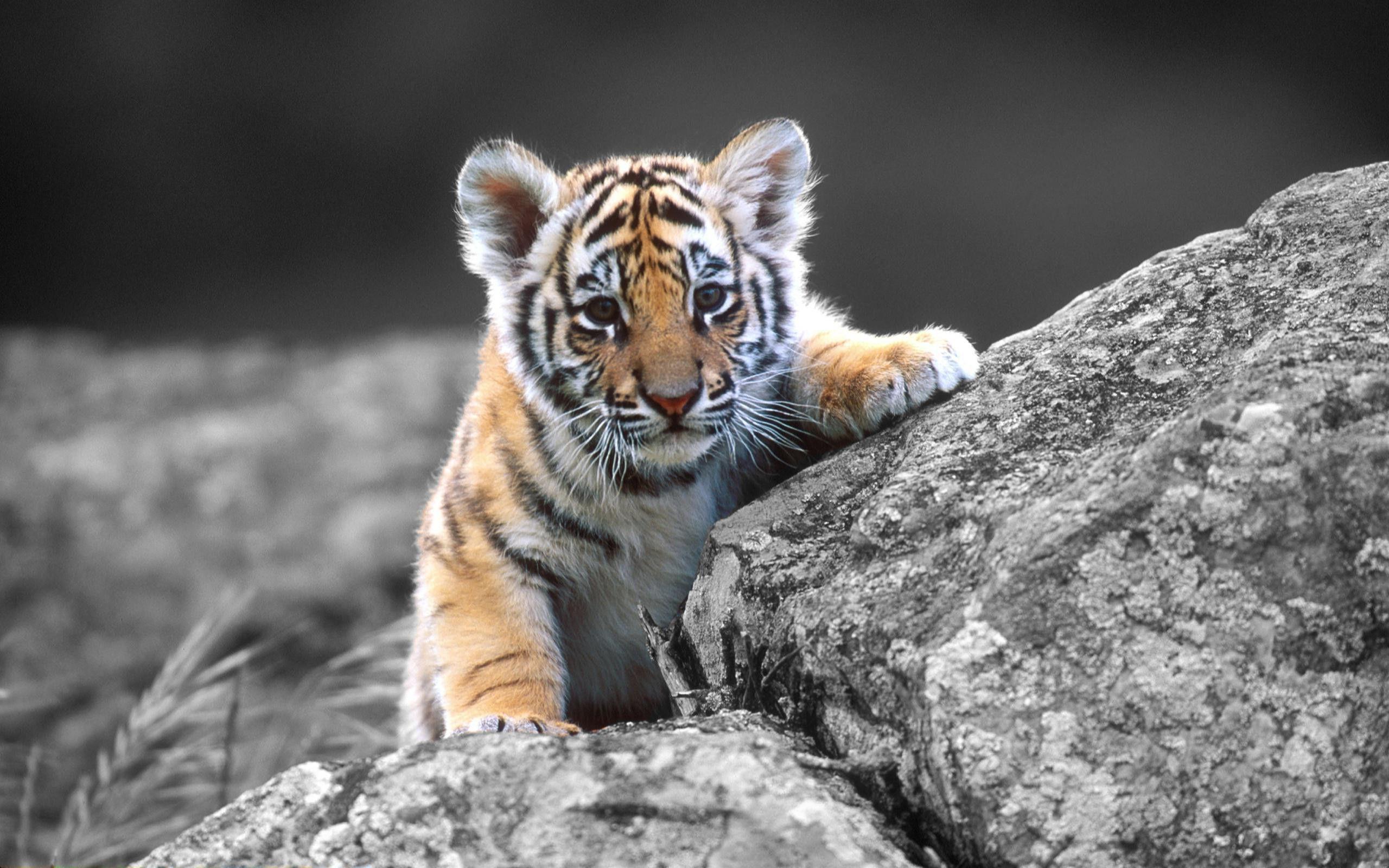 Desktop baby tiger wallpaper download