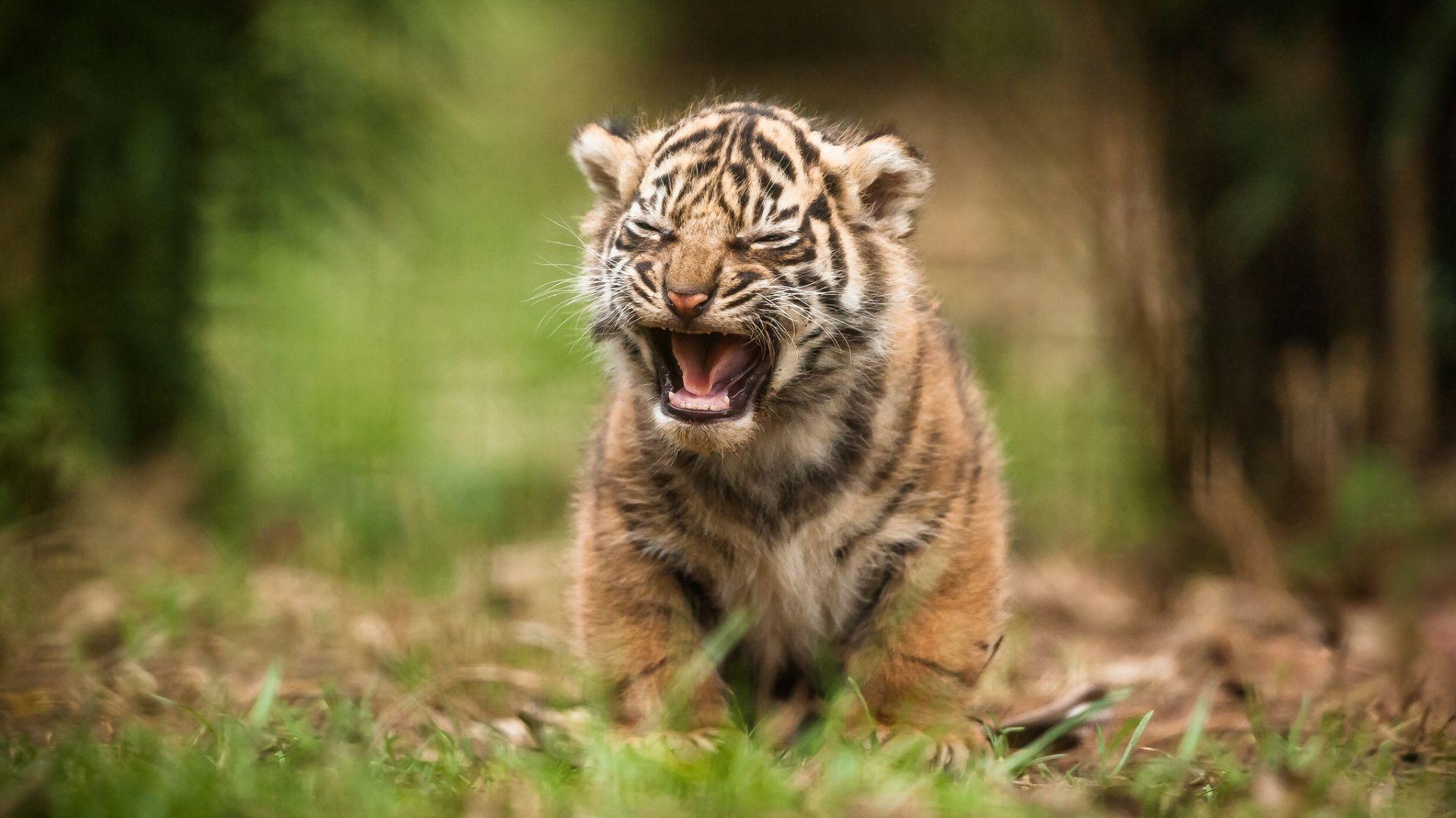 Free Baby Tiger Wallpaper Wide