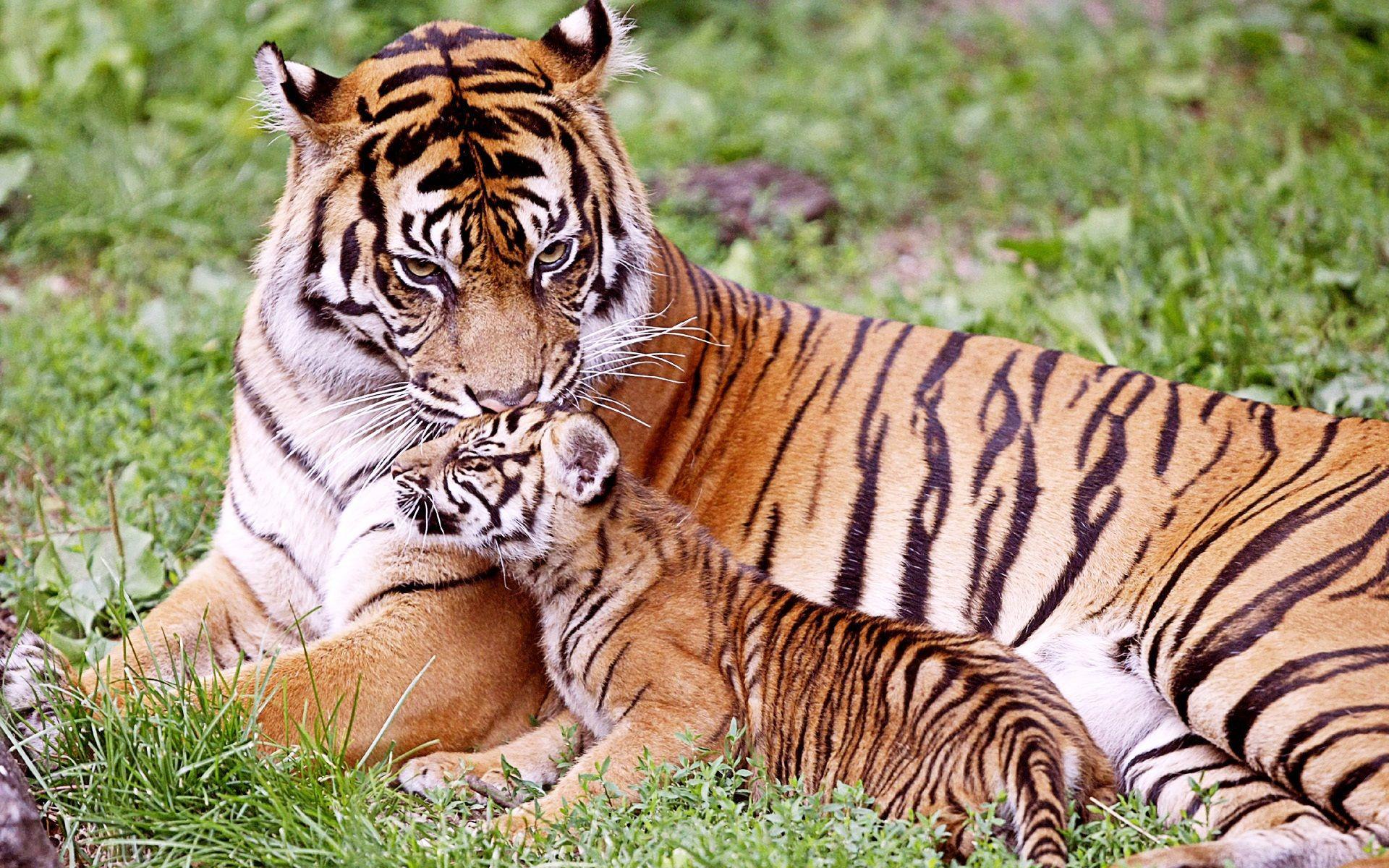 Tiger & Baby Tiger Wallpaper