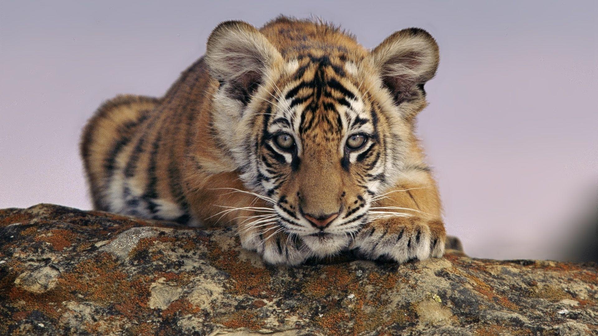 Baby Tiger HD Wallpaperx1080