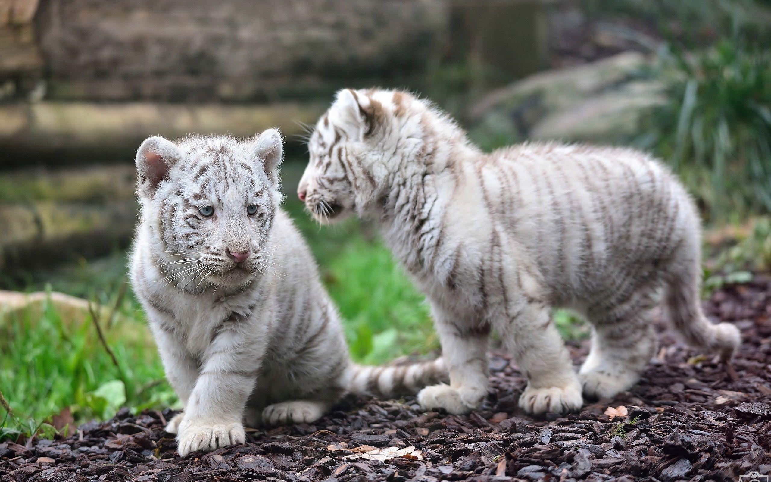 White Tiger HD Wallpaper and Background Image