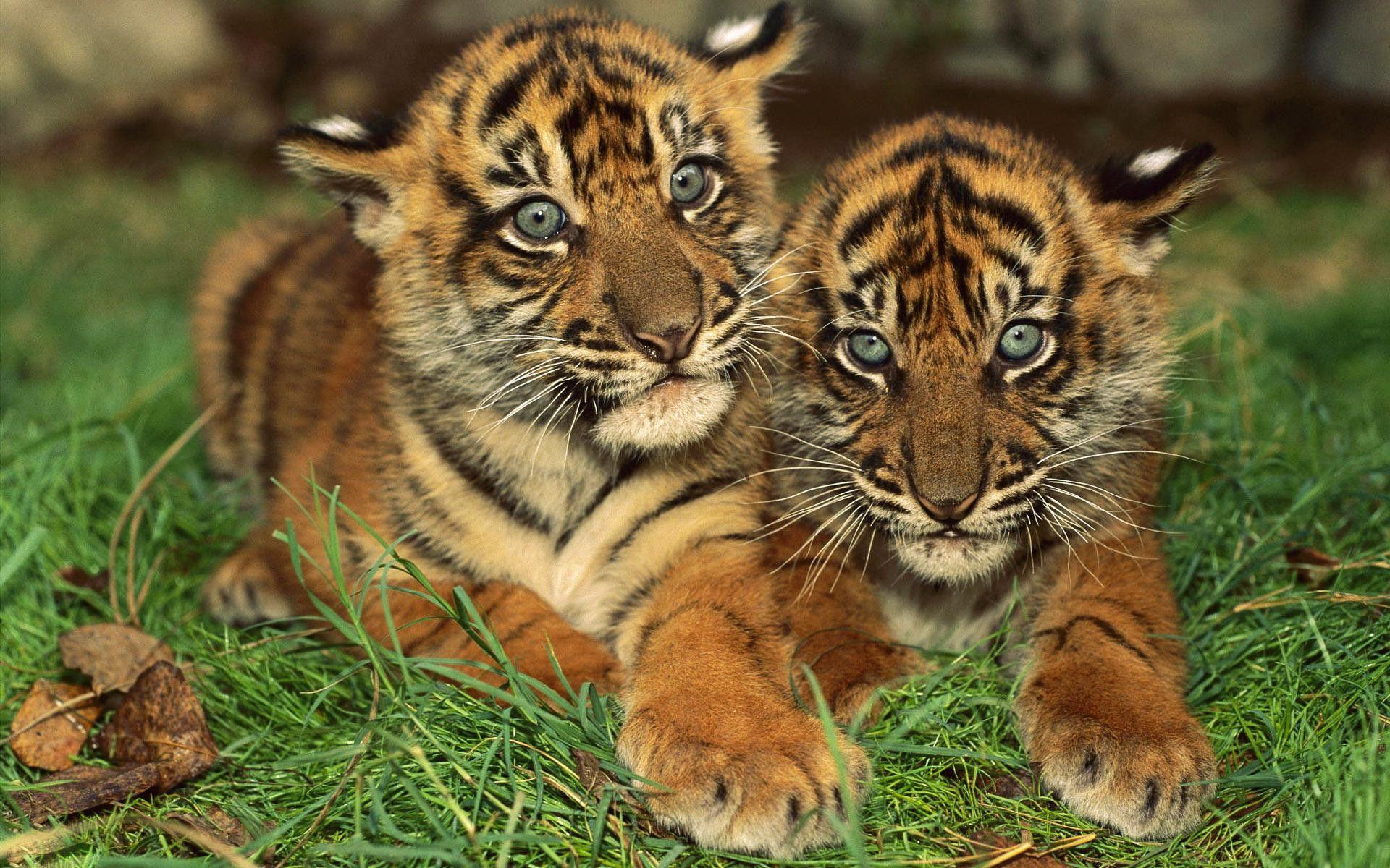 Cute Baby Tigers Image