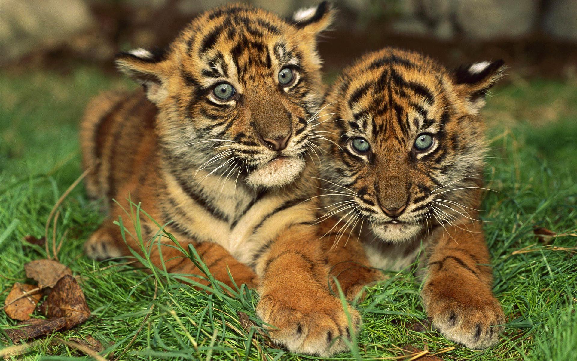 Baby Tiger Wallpapers Wallpaper Cave Baby Tiger Wallpapers Wallpaper Cave