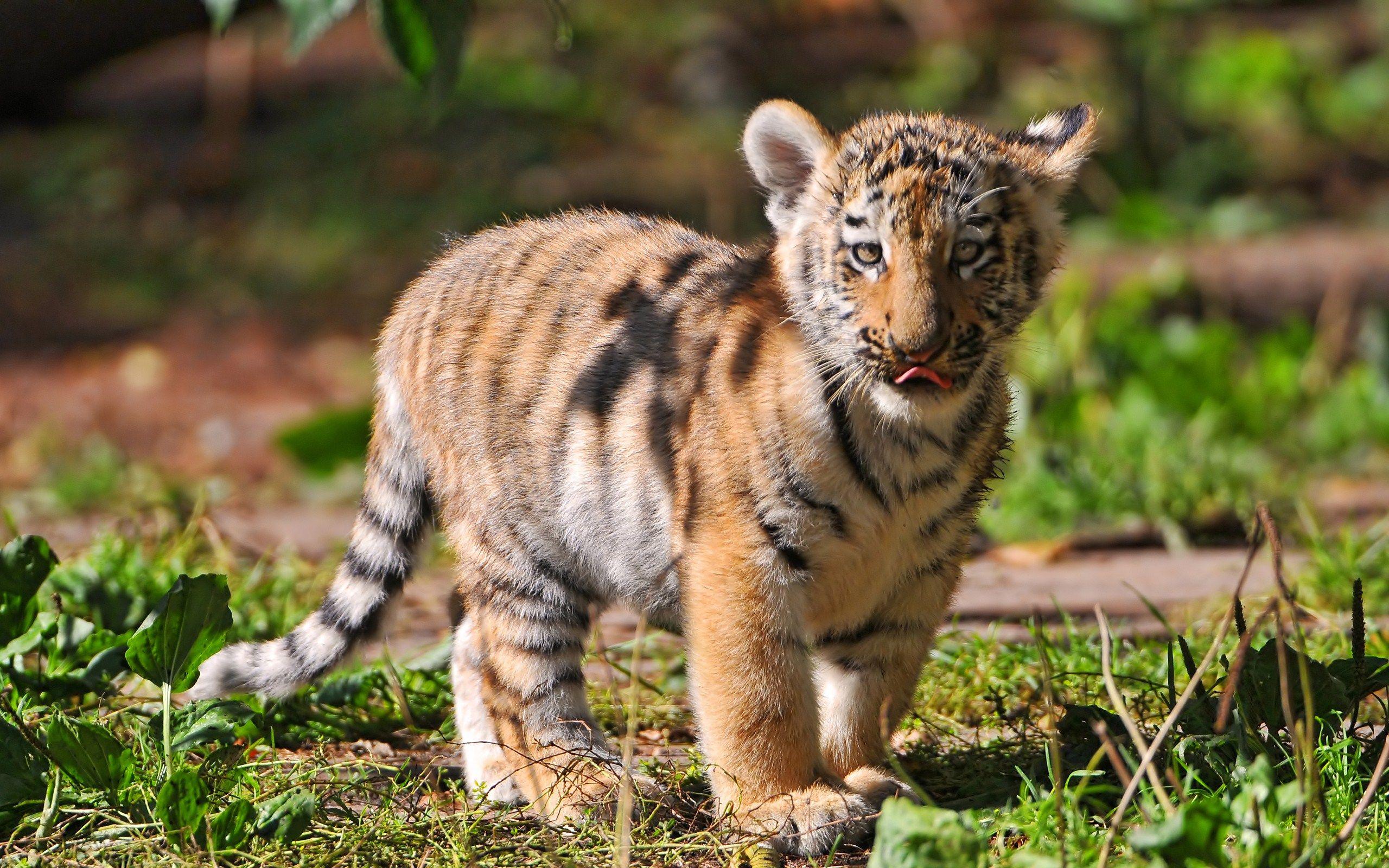 Baby Tiger Wallpaper Background HD 60127 2560x1600 px