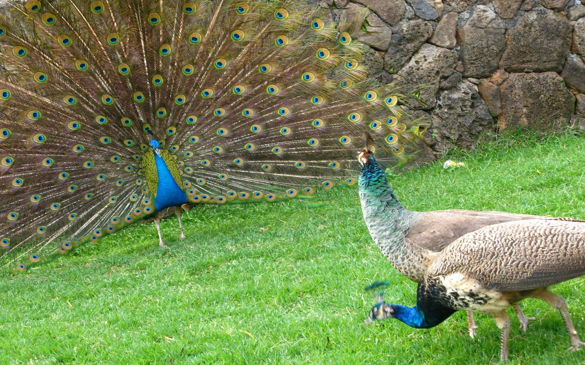 Peacock Picture Image Photos