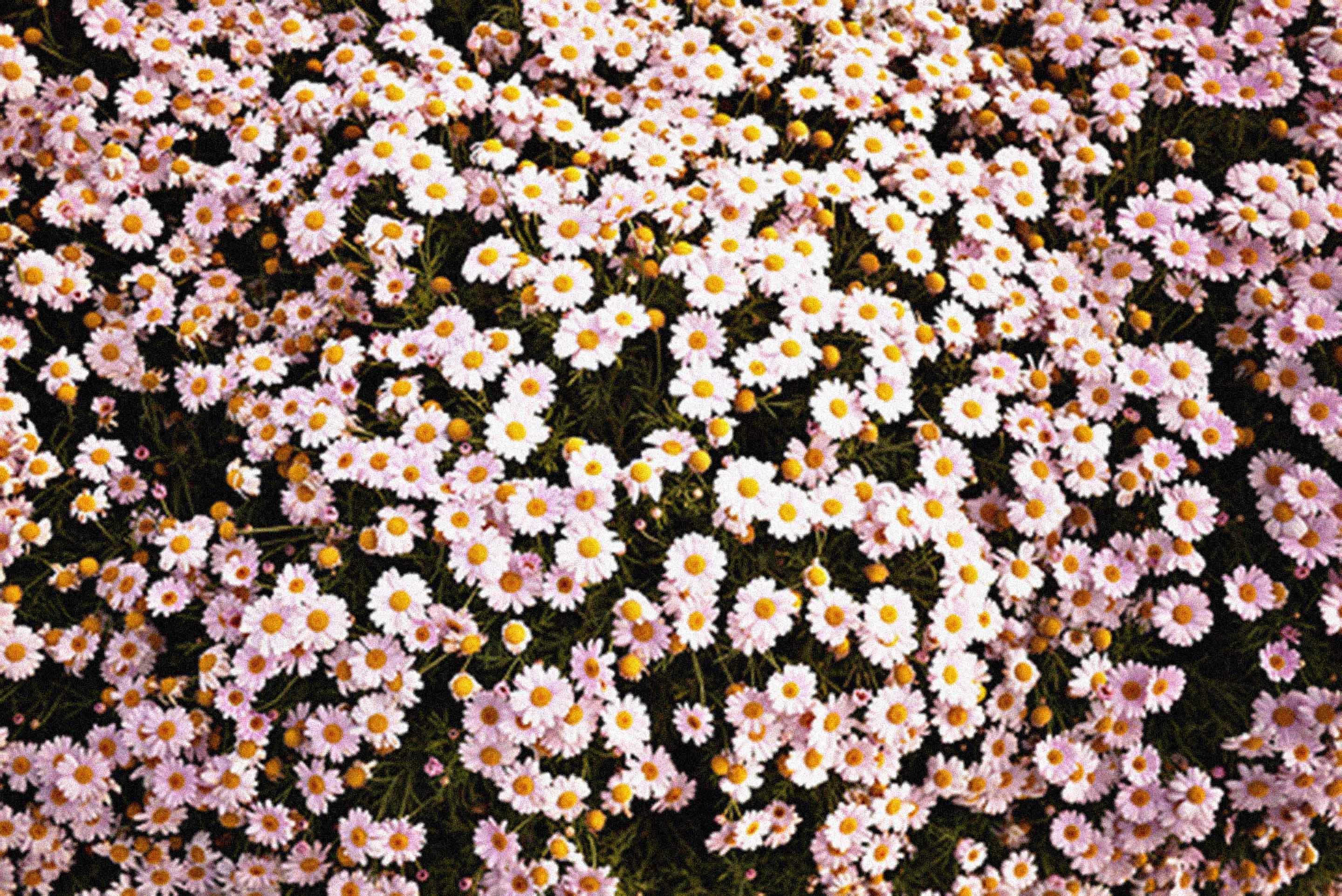 Flower Backgrounds Tumblr - Wallpaper Cave