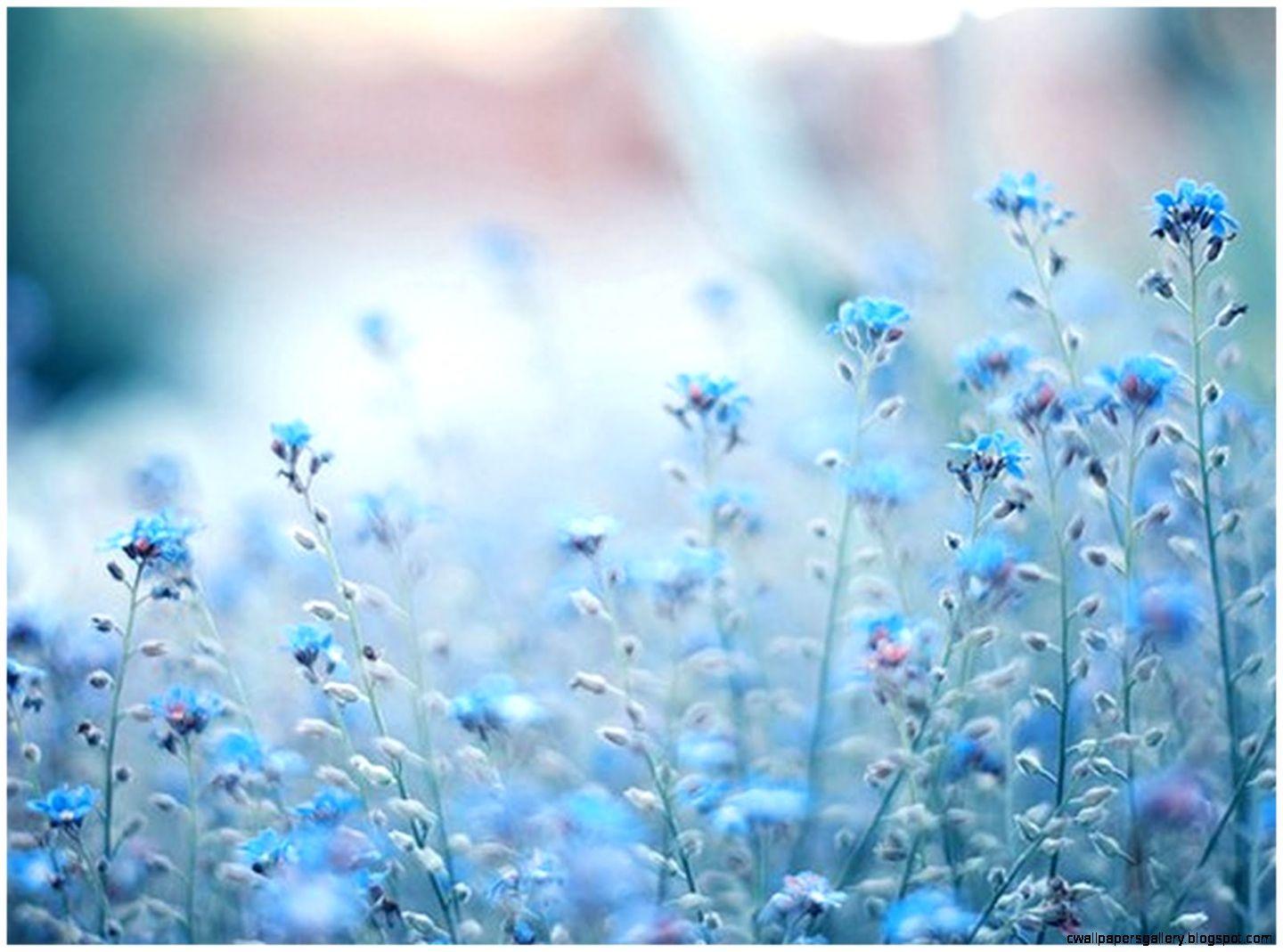 Blue Flower Background Tumblr