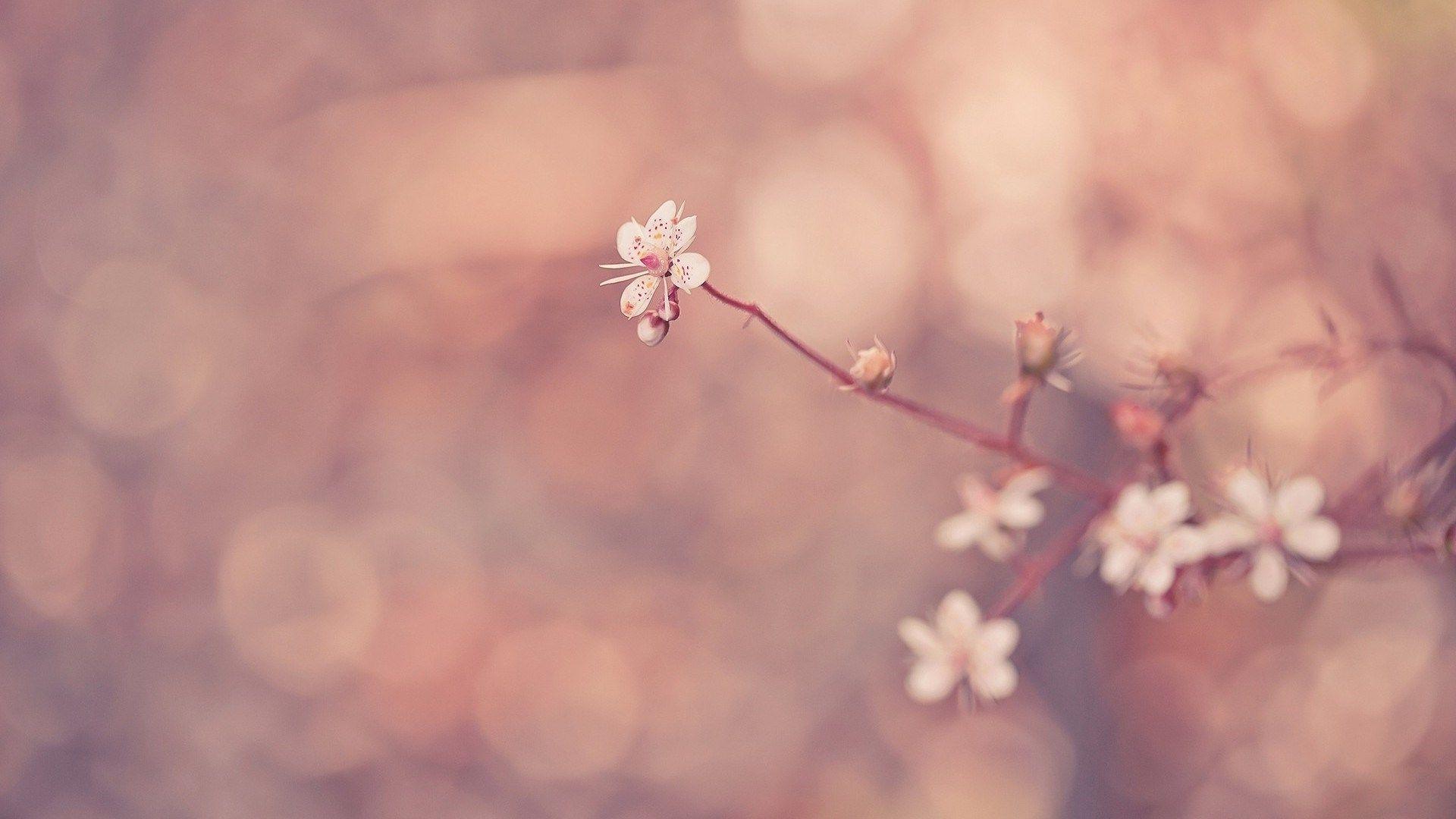 Flower Wallpapers Tumblr