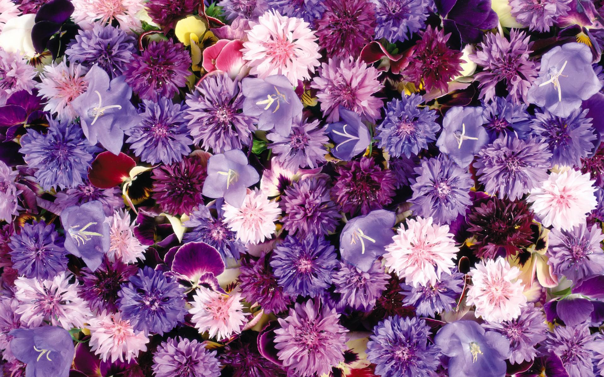 Full Hd Of Lots Violet Flowers Screen Wallpapers Flower Tumblr