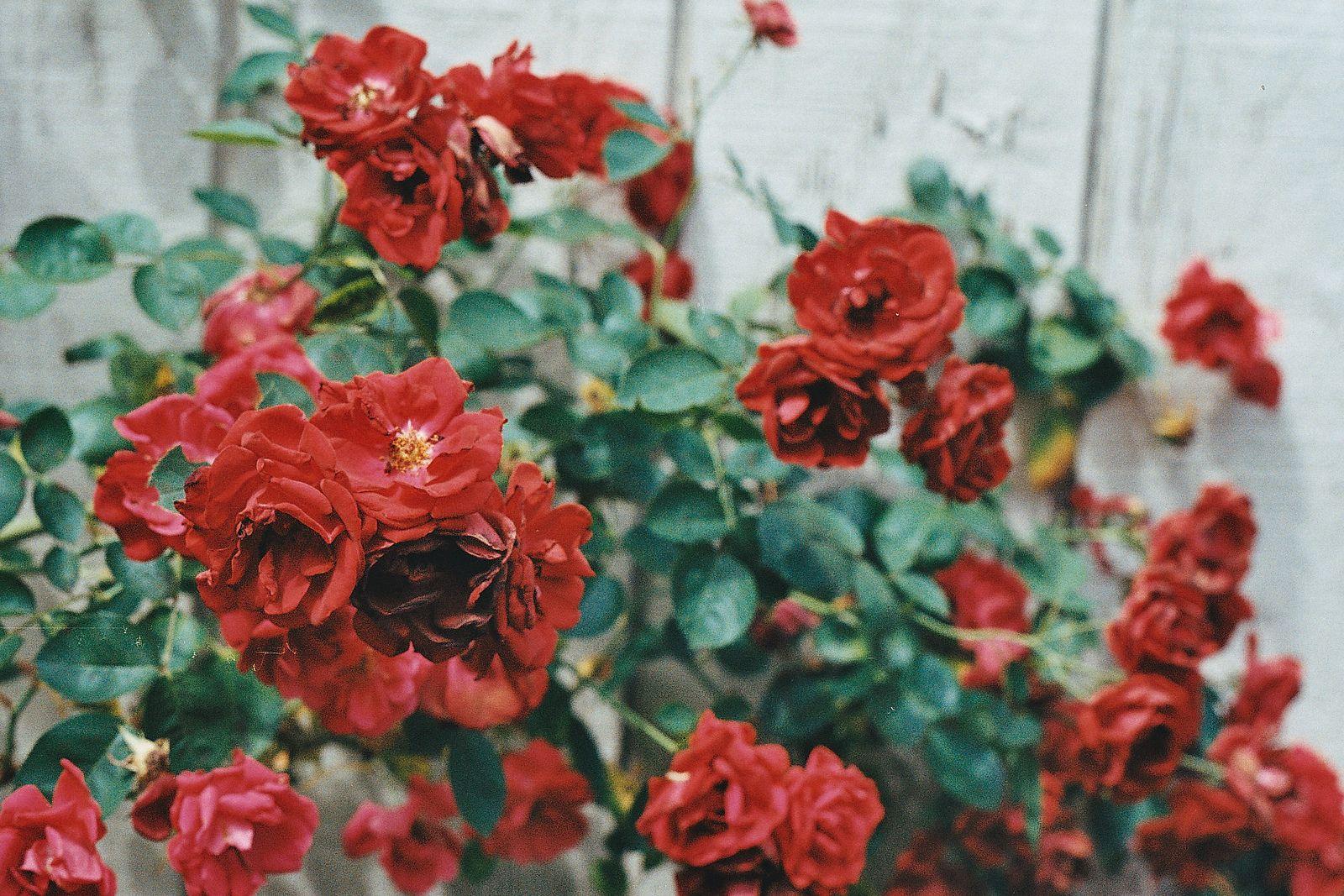 Red Flowers Tumblr 16 Widescreen Wallpapers