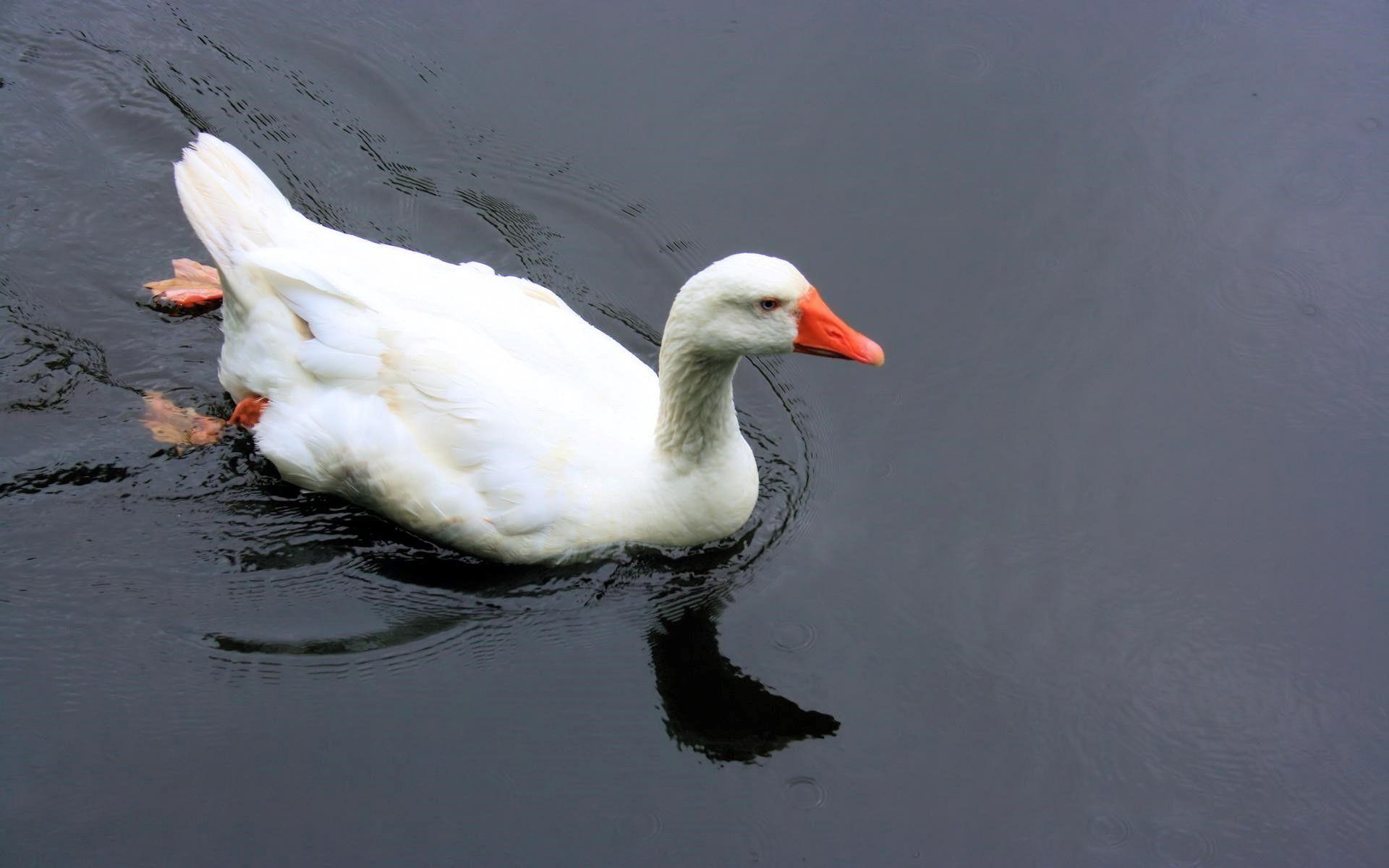 White Duck Swimming in the Water Wallpaper Download