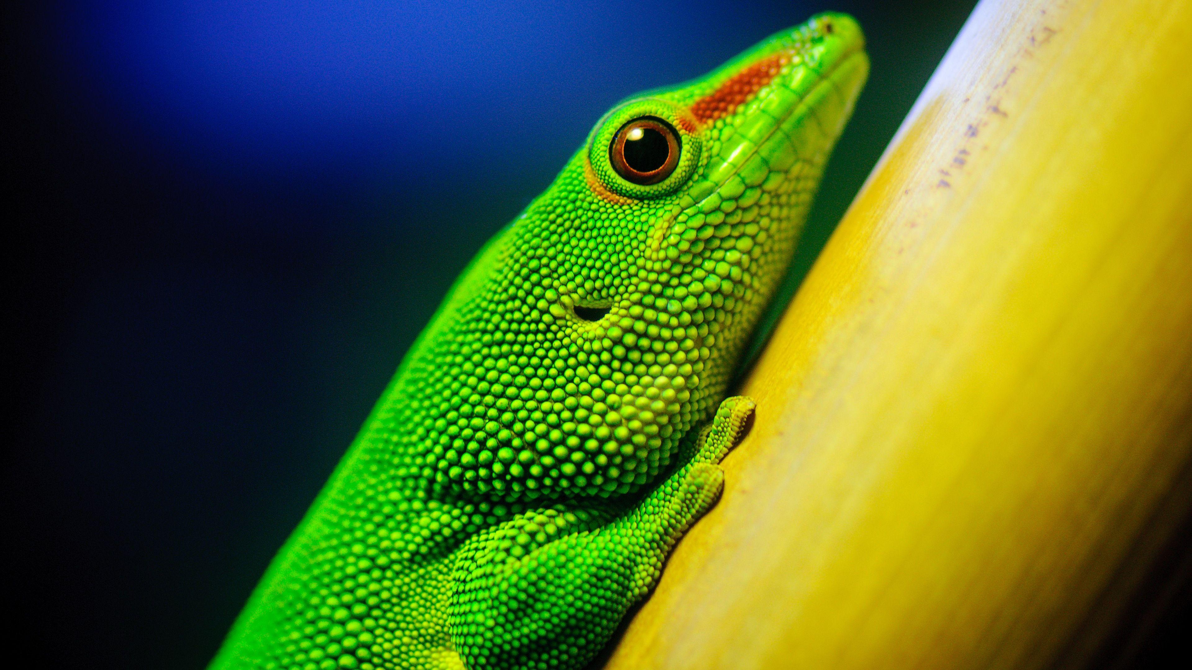 Little Green Lizard 4K Ultra HD Desktop Wallpaper