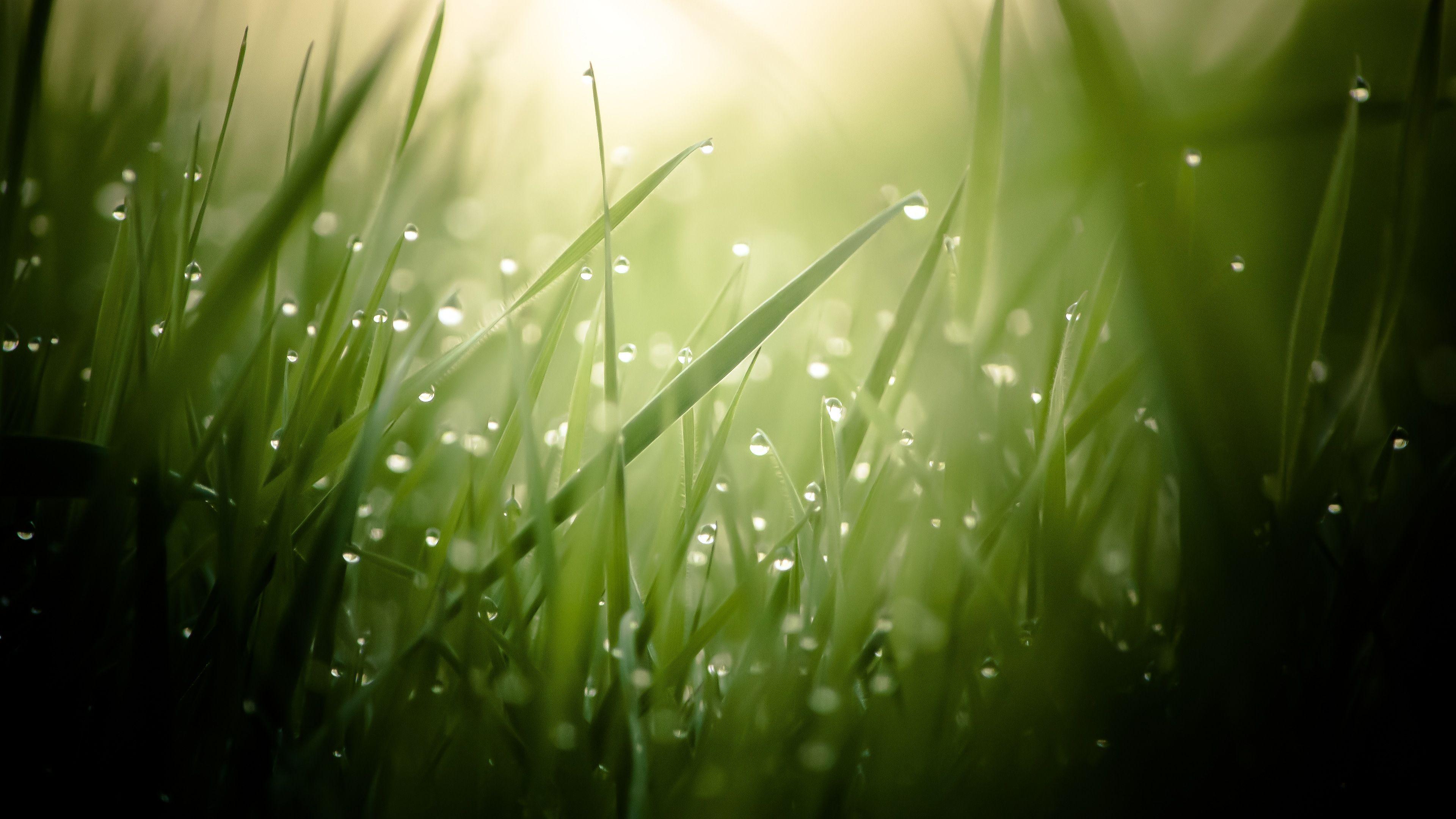 Morning Dew On Grass Threads 4K Ultra HD Desktop Wallpaper