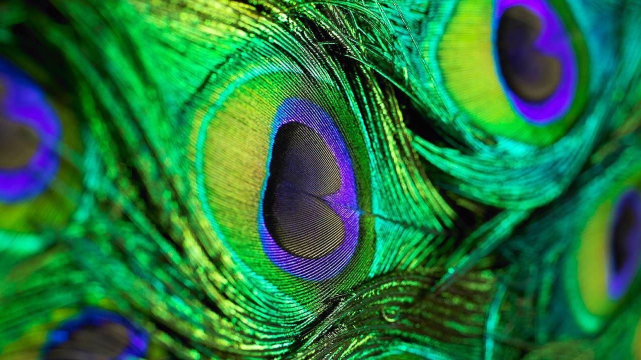 Download wallpaper 1366x768 peacock feather close up tablet laptop  1366x768 hd background 27527